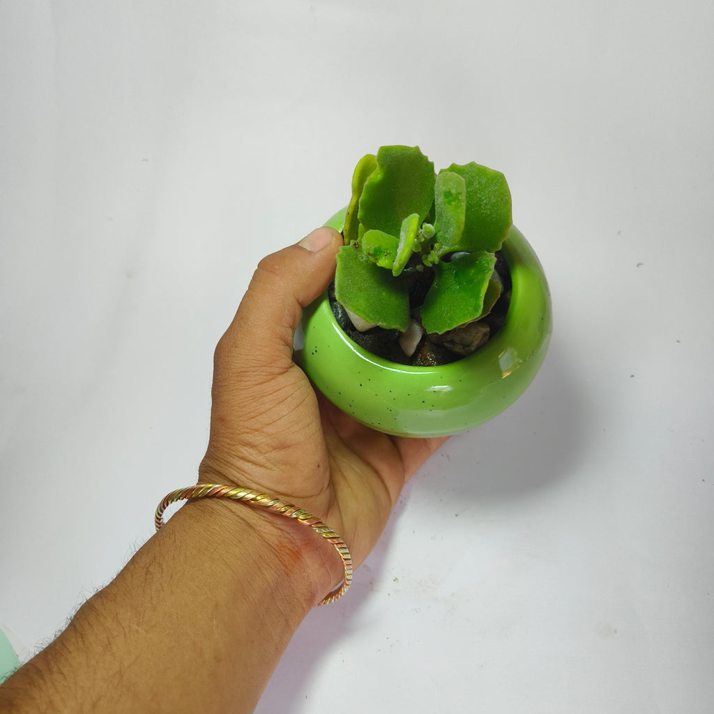 Kalanchoe millotii