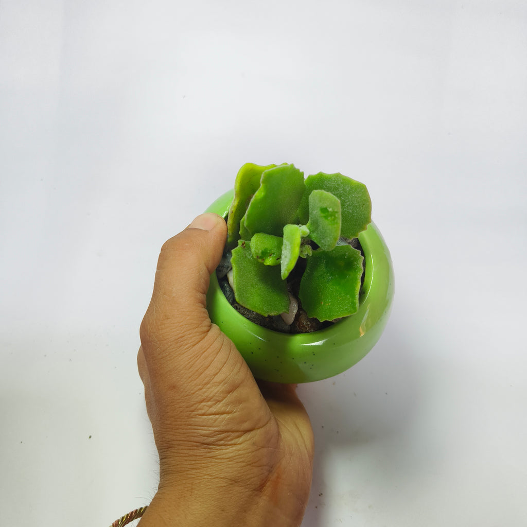 Kalanchoe millotii