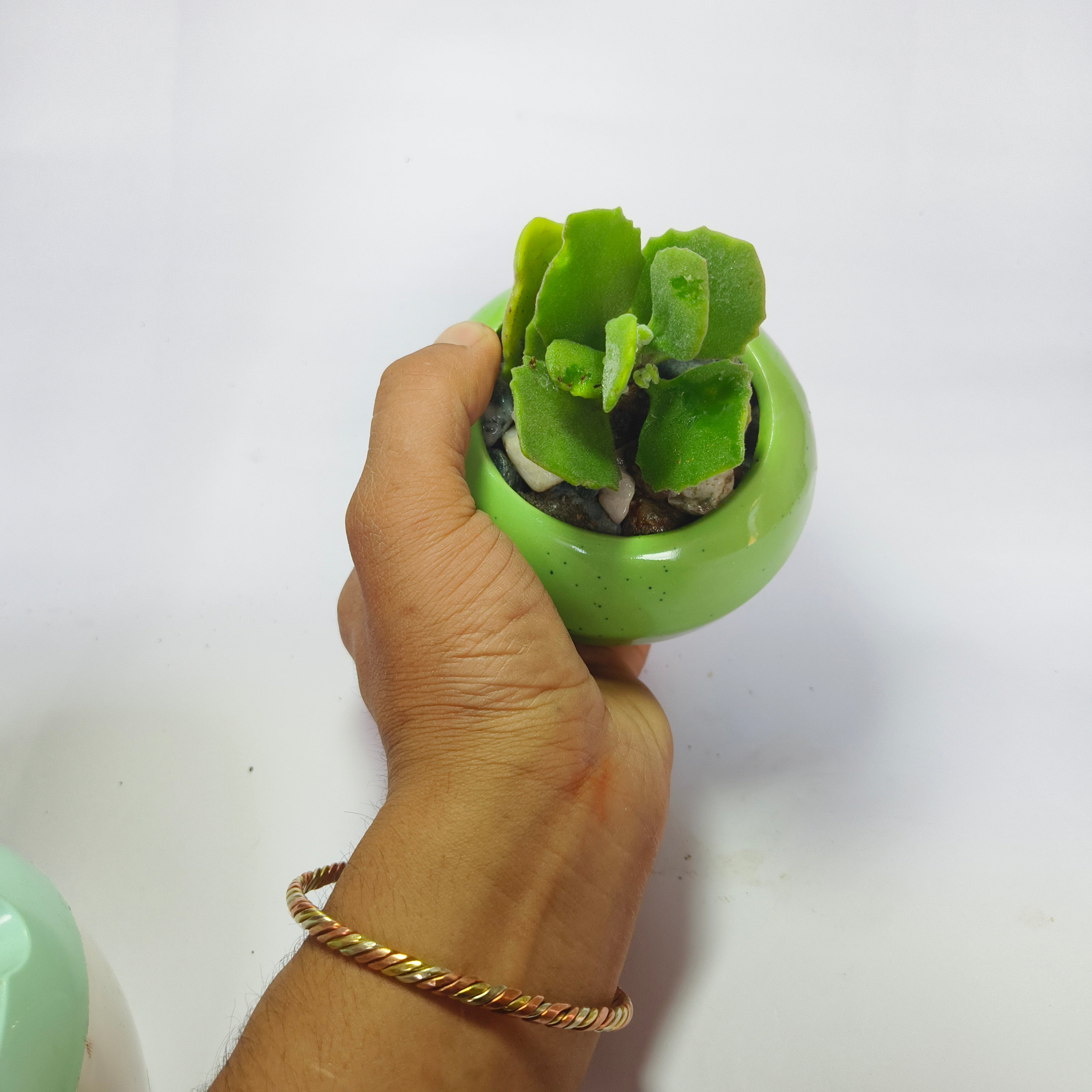 Kalanchoe millotii