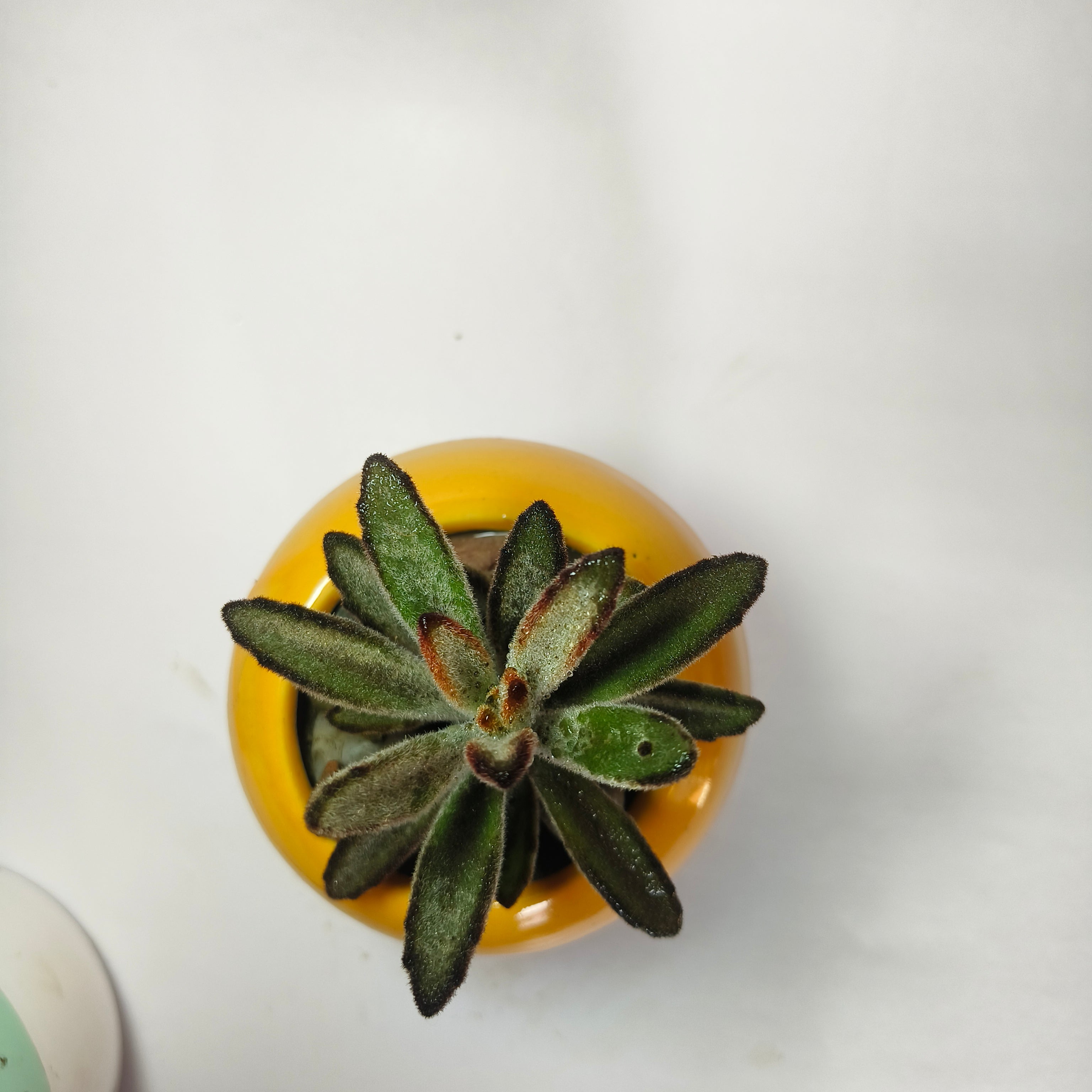Kalanchoe Tomentosa