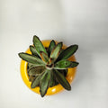 Kalanchoe Tomentosa