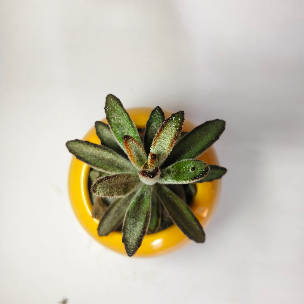 Kalanchoe Tomentosa