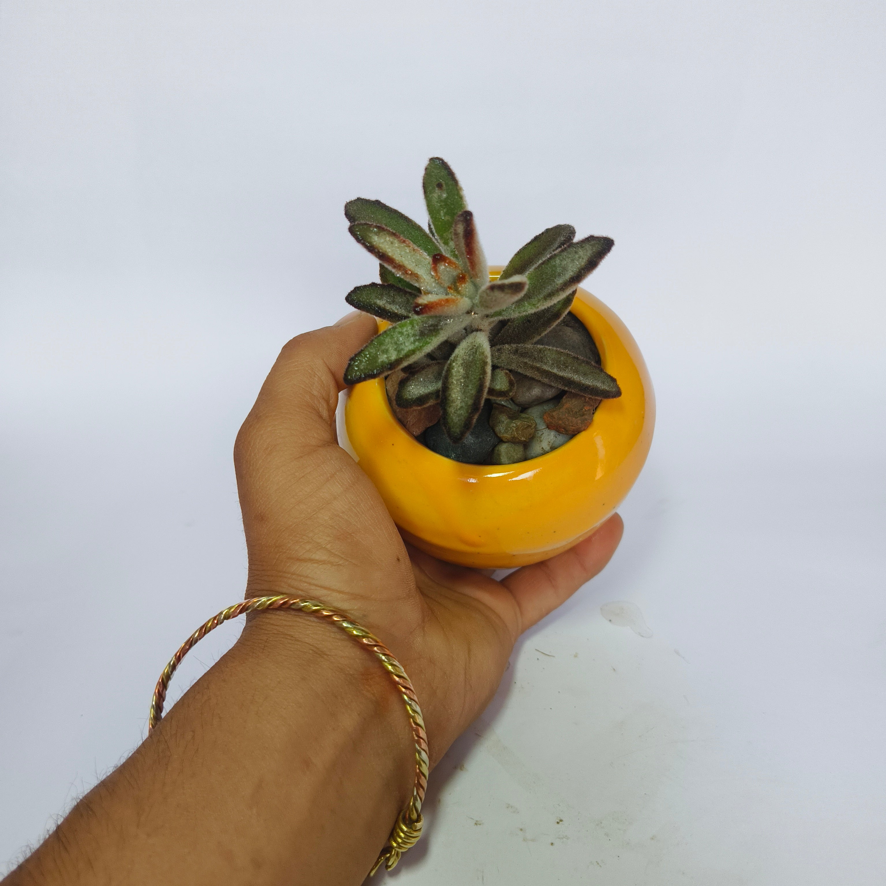 Kalanchoe Tomentosa