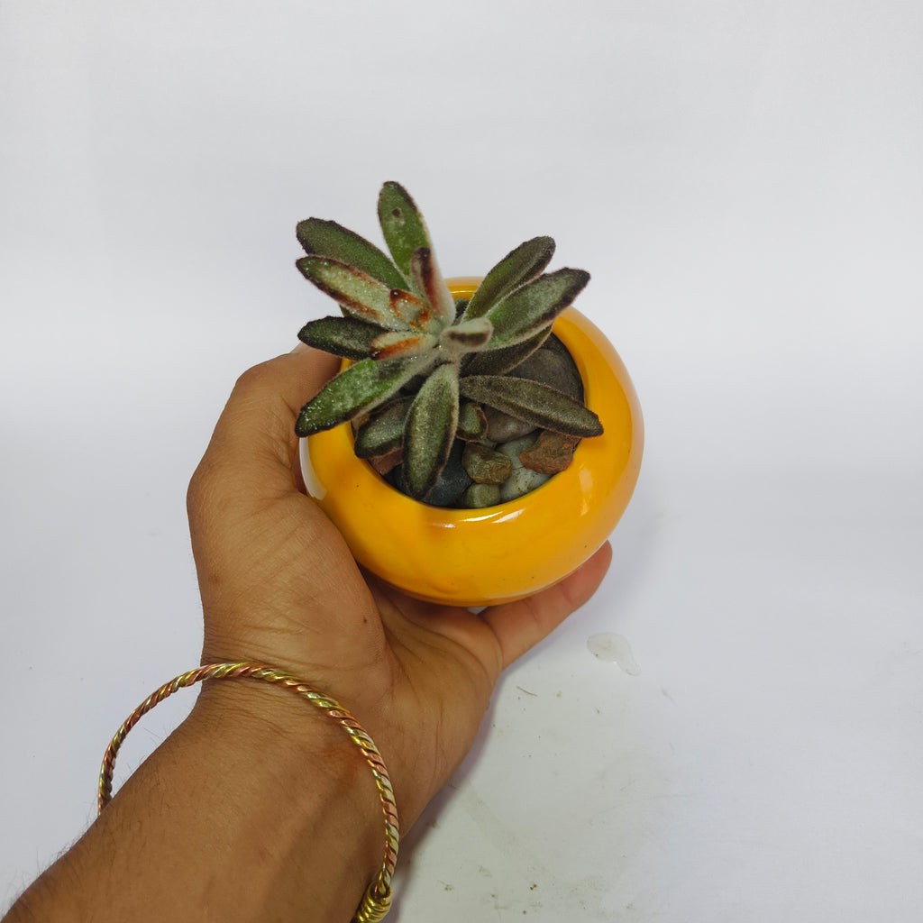 Kalanchoe Tomentosa