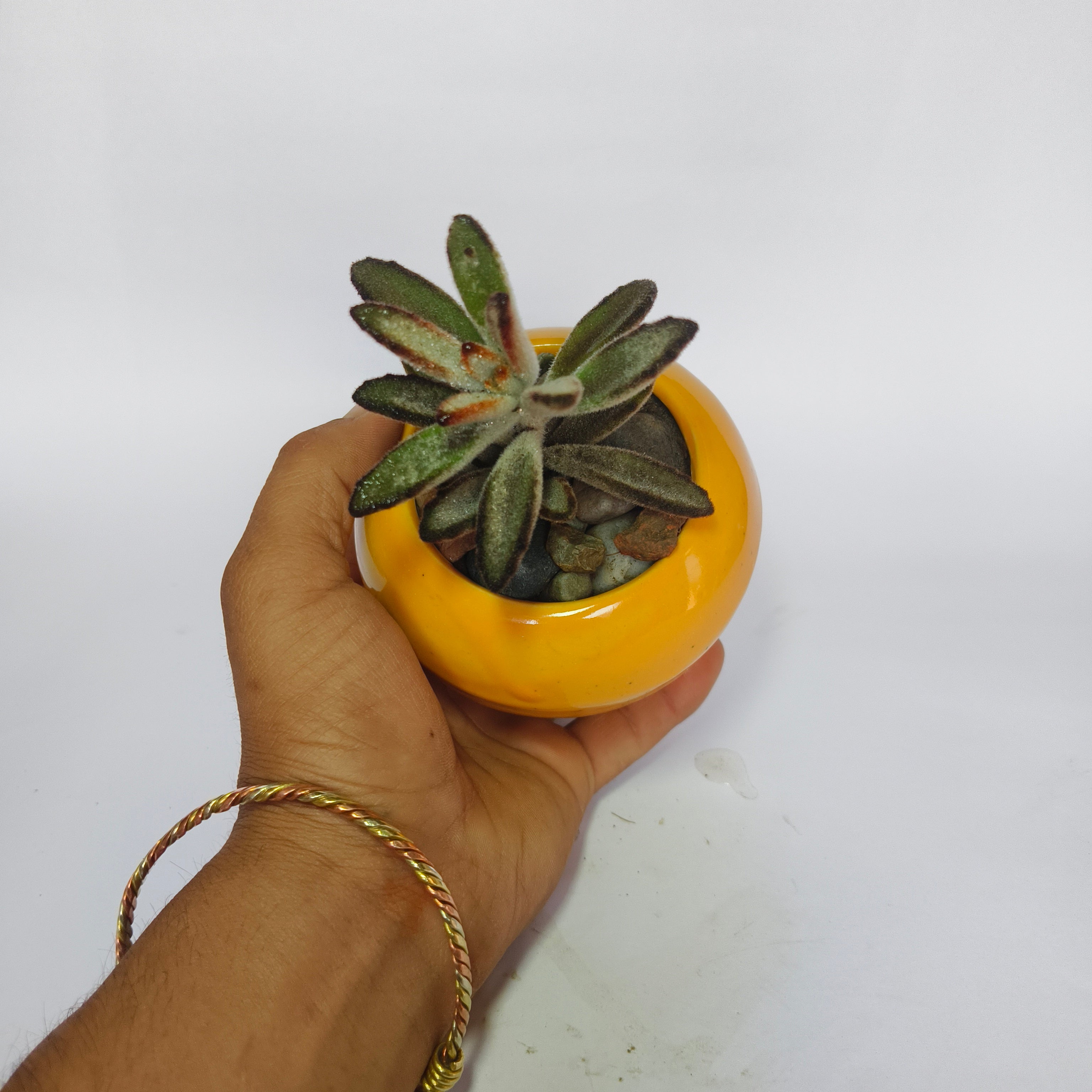 Kalanchoe Tomentosa
