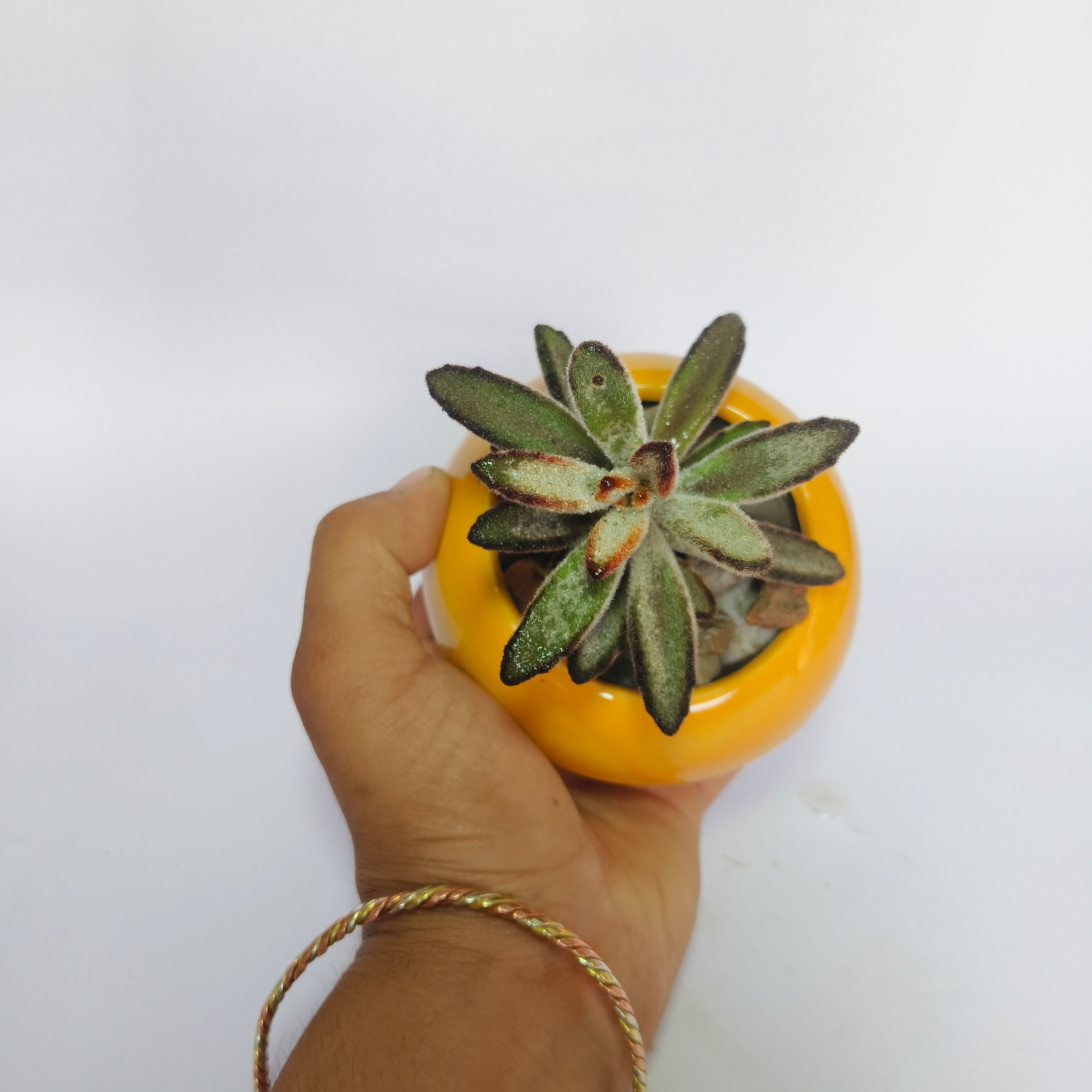 Kalanchoe Tomentosa