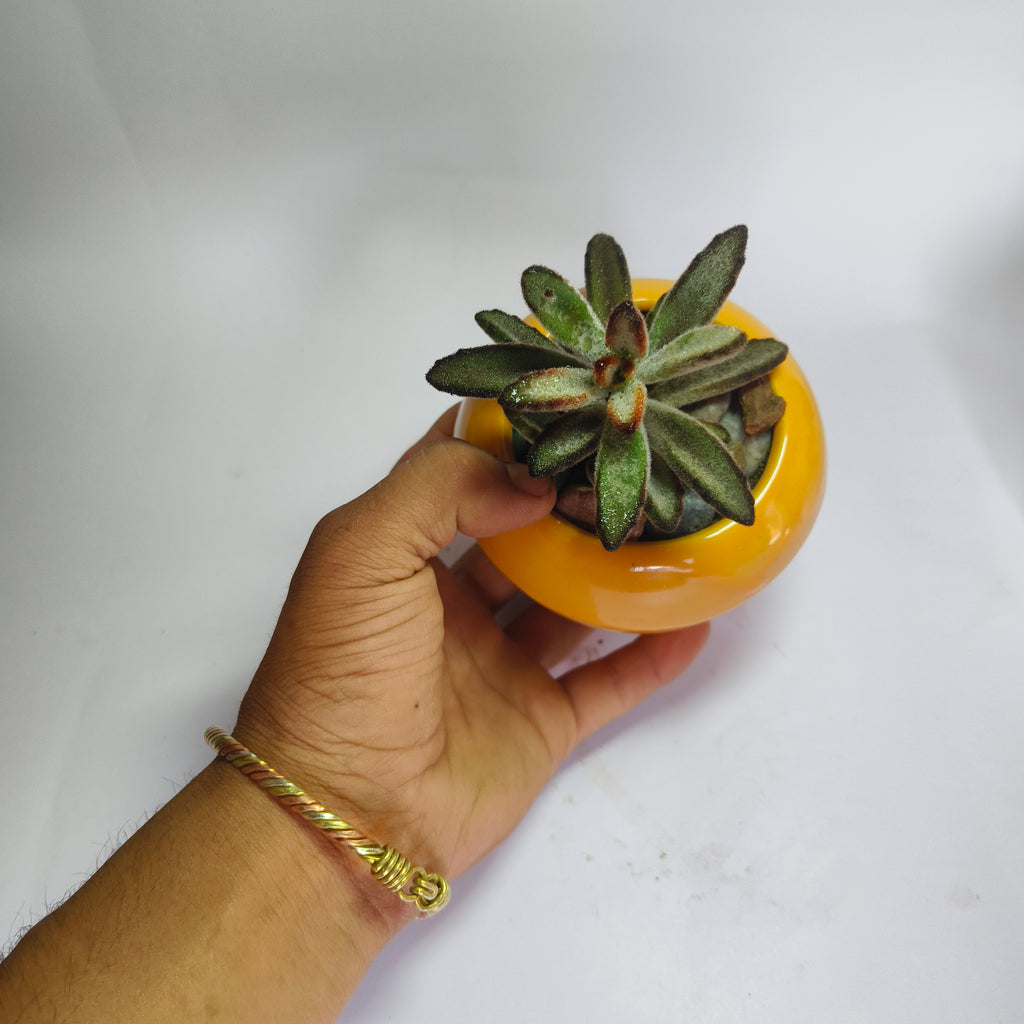 Kalanchoe Tomentosa