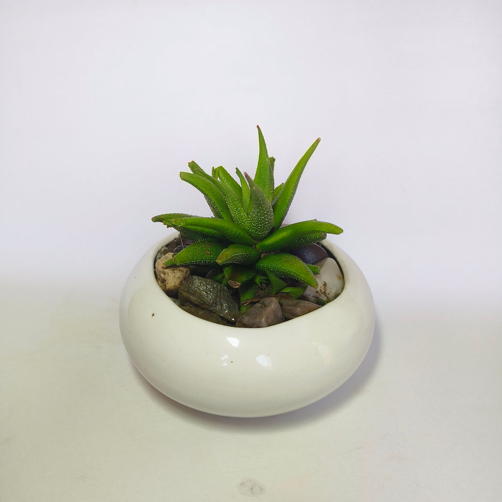 Haworthia attenuata v.