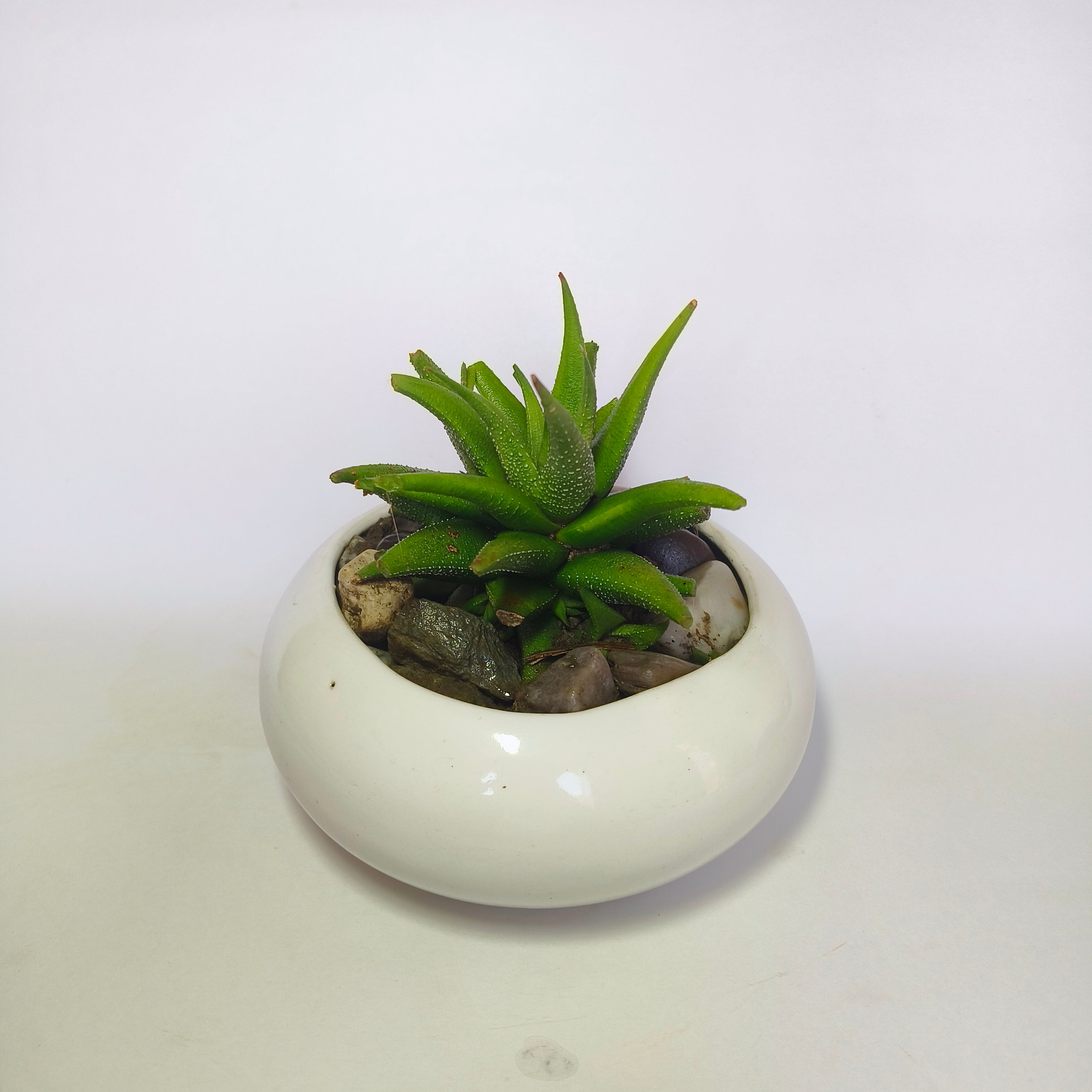 Haworthia attenuata v.
