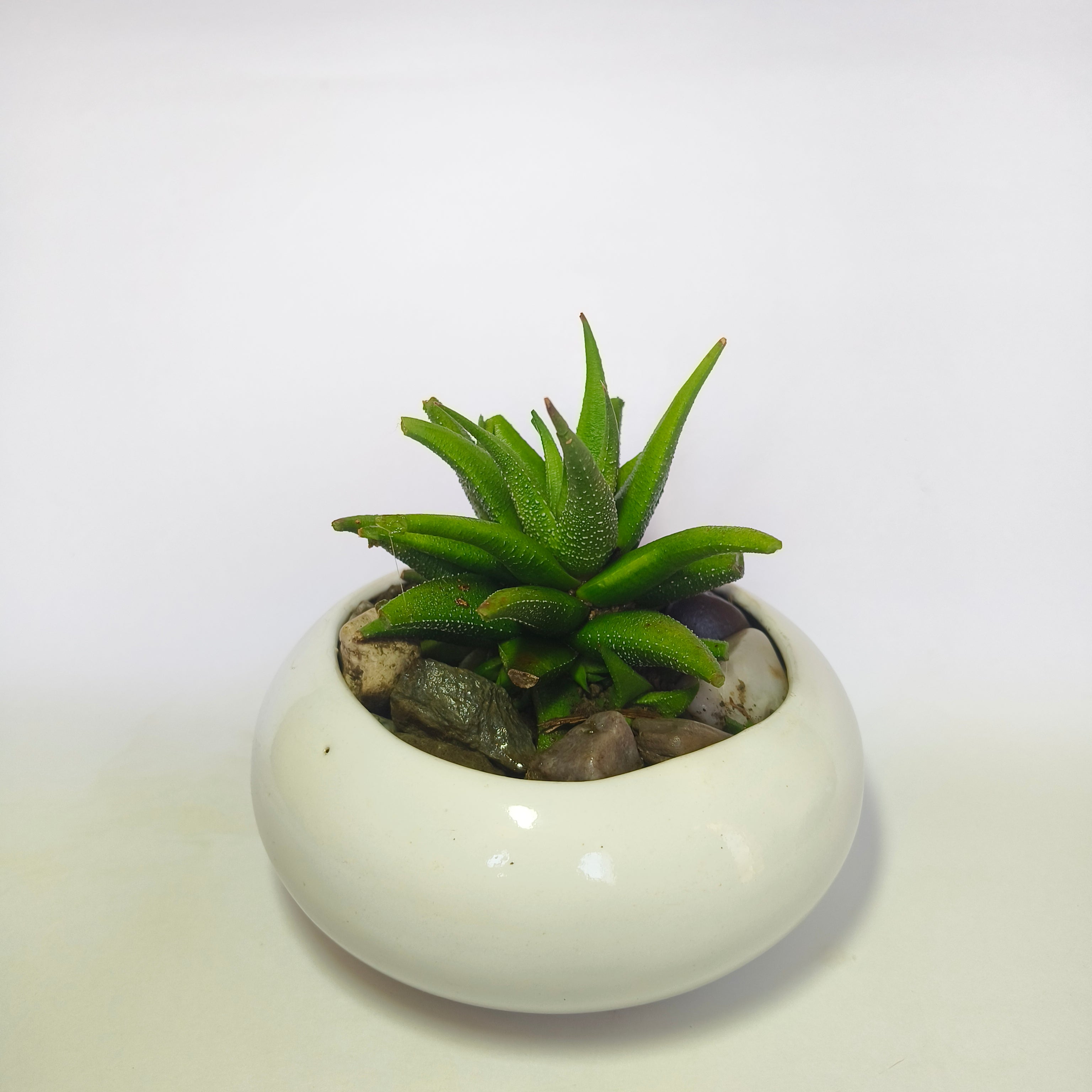 Haworthia attenuata v.