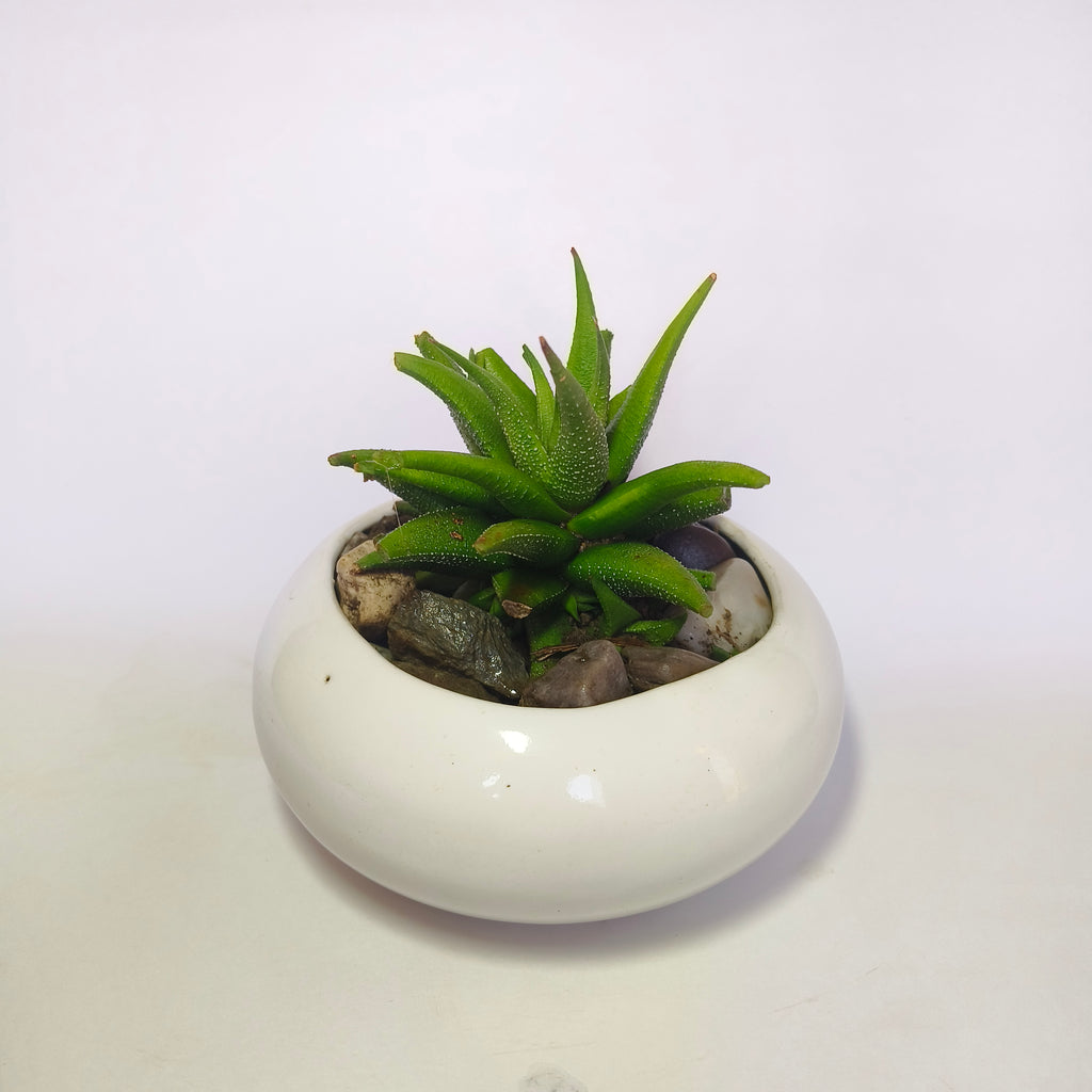 Haworthia attenuata v.