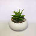 Haworthia attenuata v.
