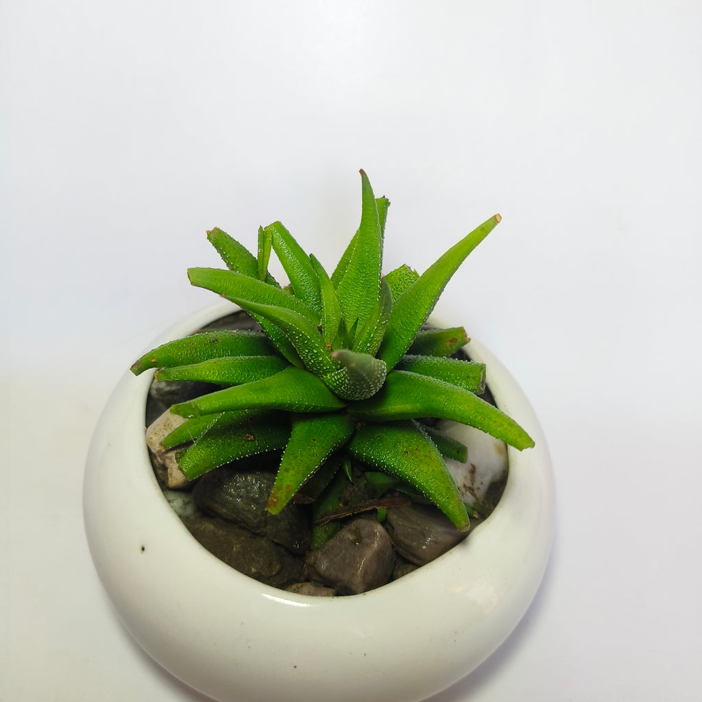 Haworthia attenuata v.