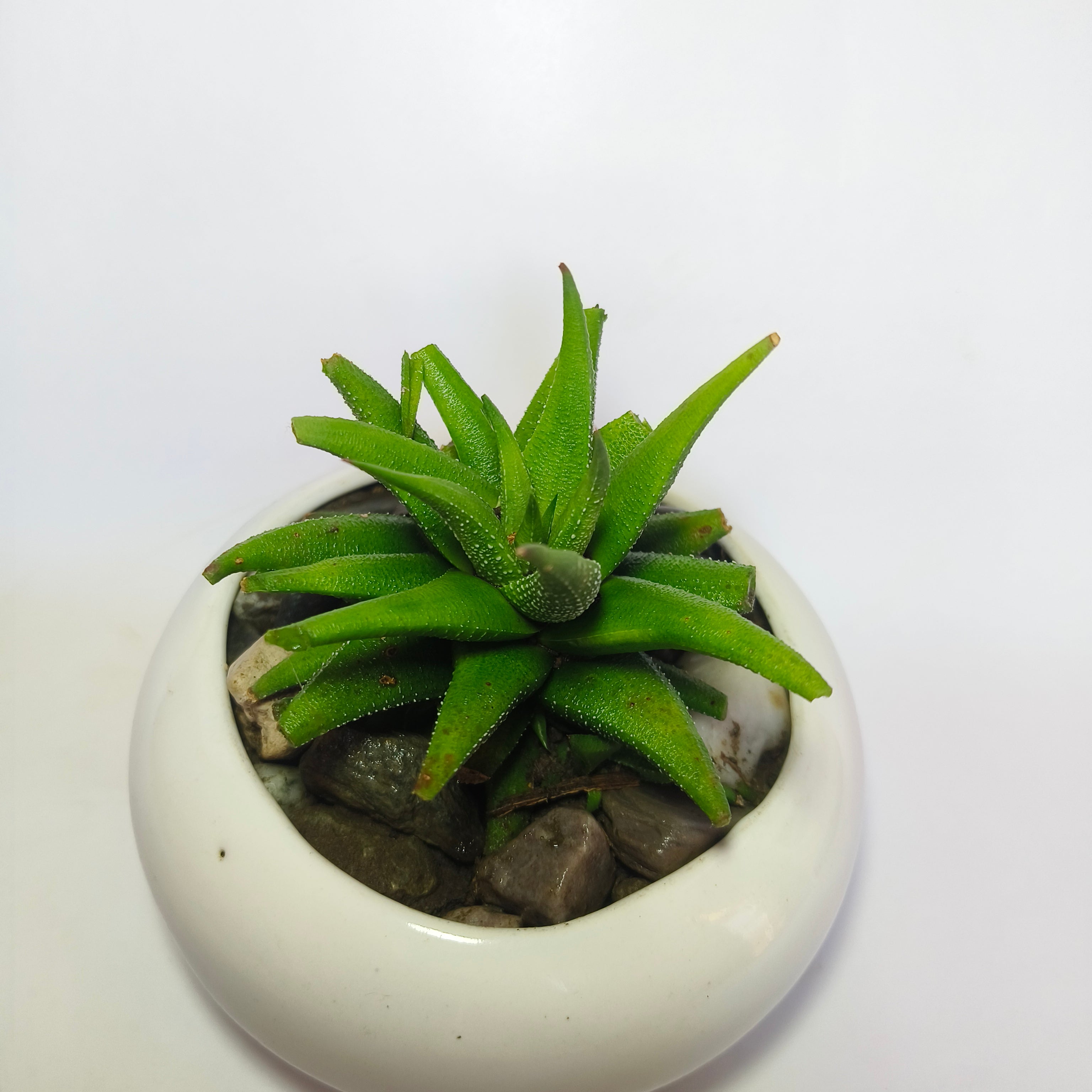 Haworthia attenuata v.