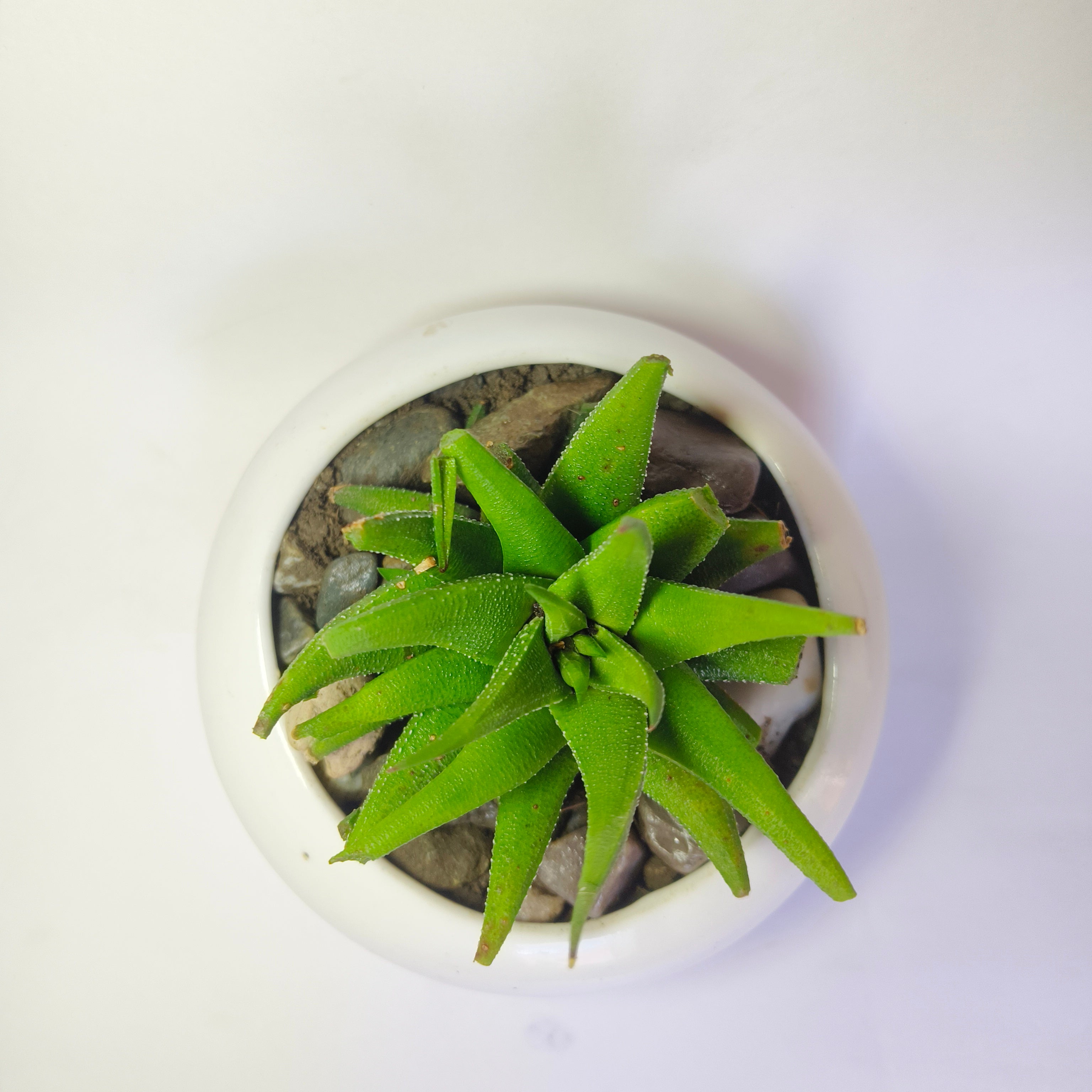 Haworthia attenuata v.