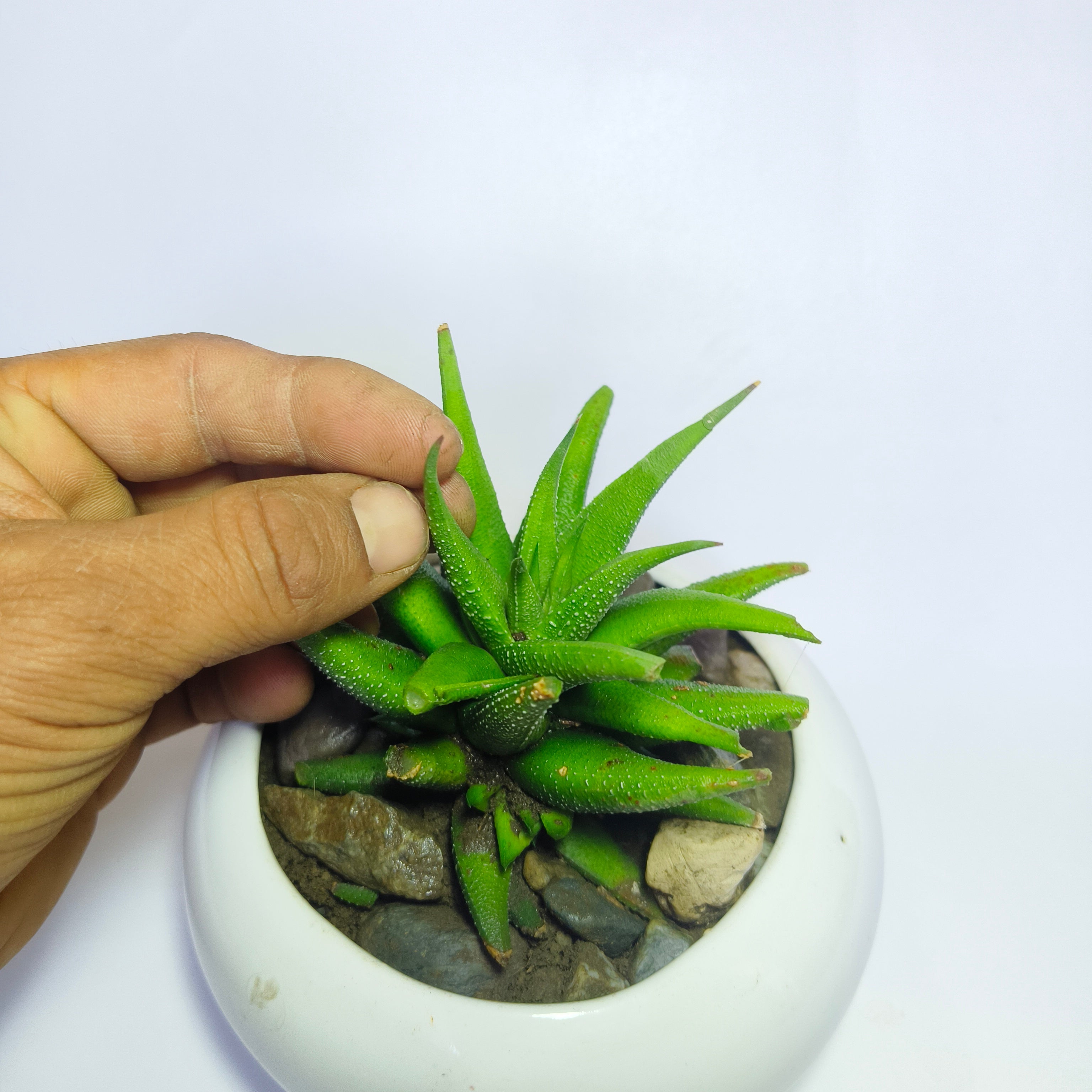 Haworthia attenuata v.