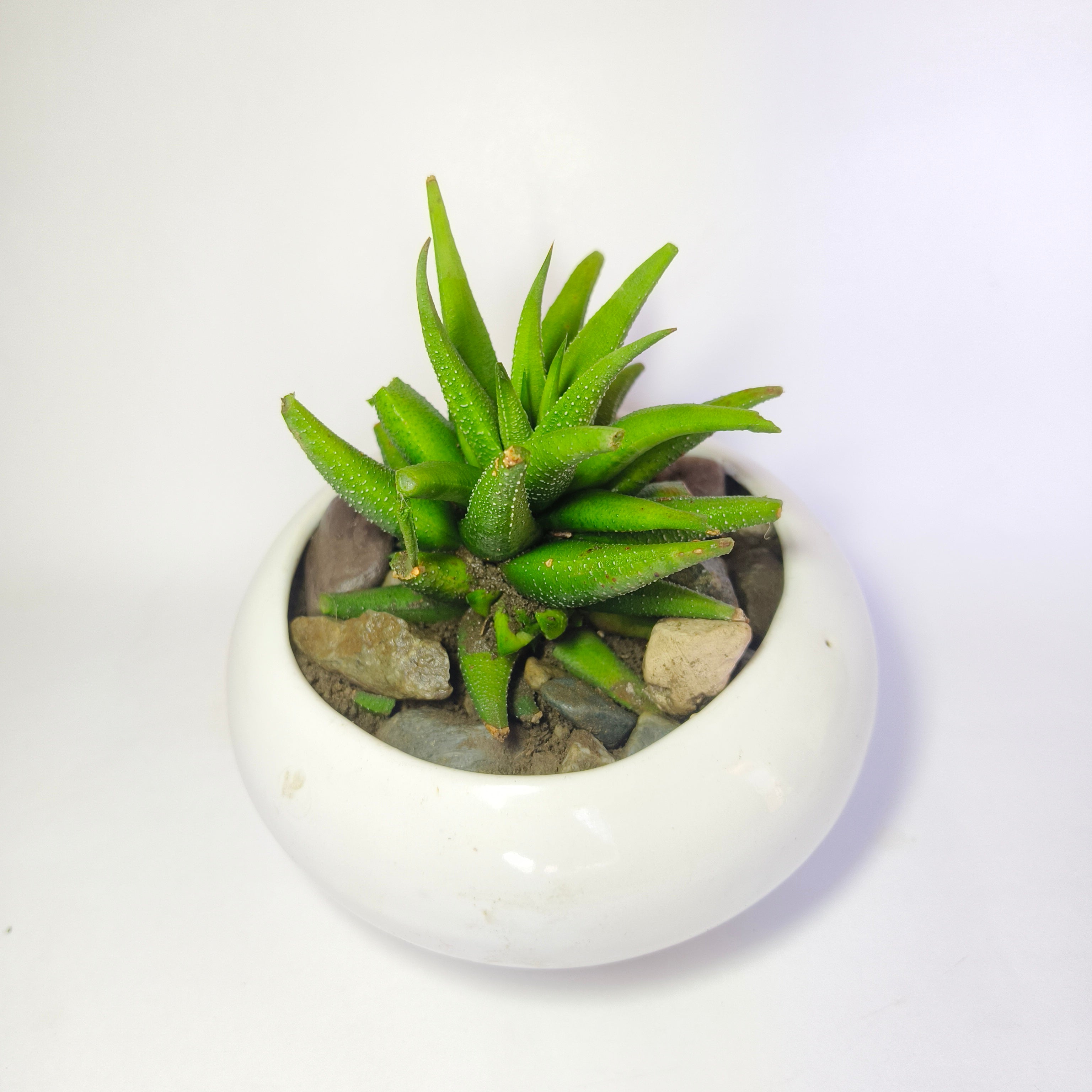 Haworthia attenuata v.