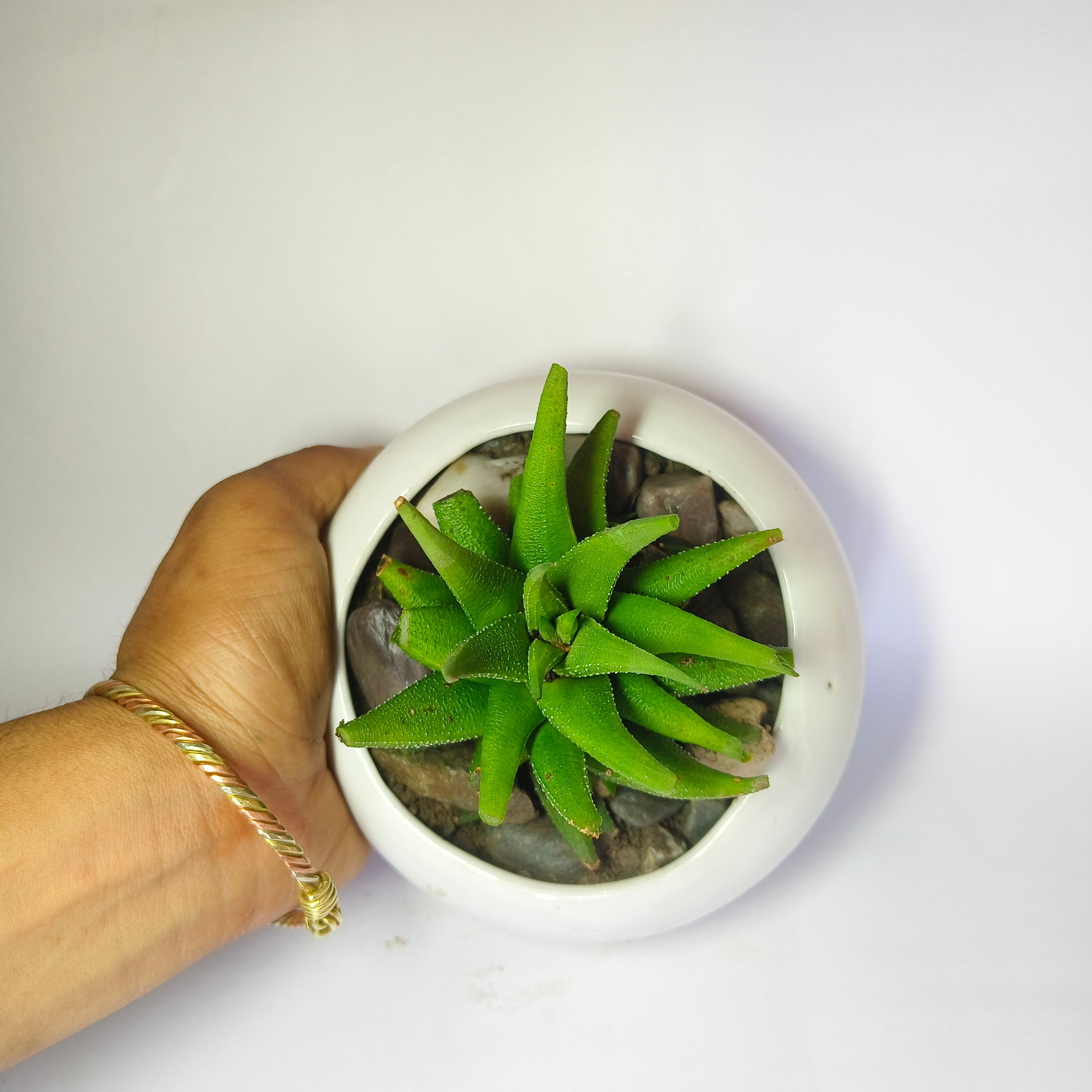 Haworthia attenuata v.