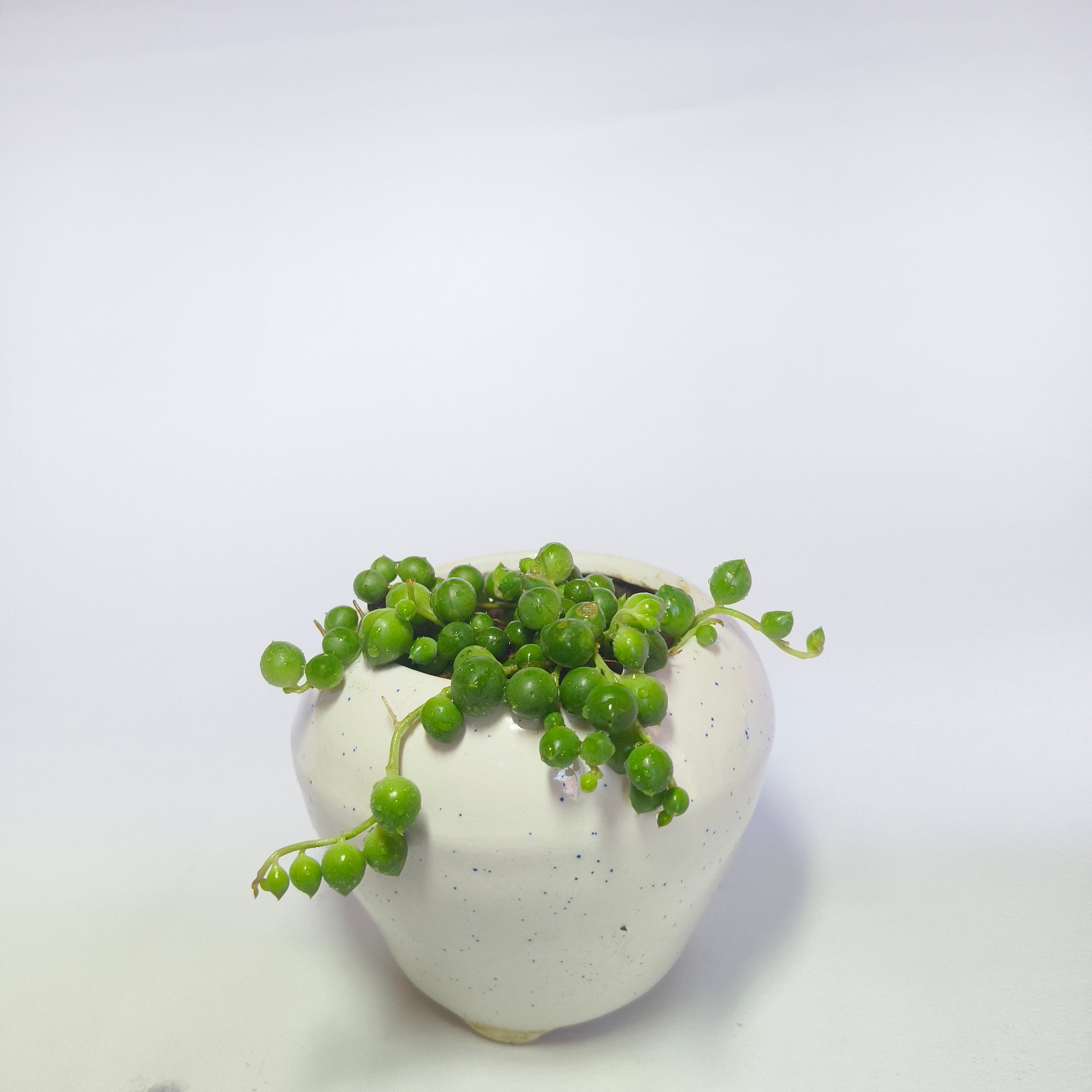 String of perls