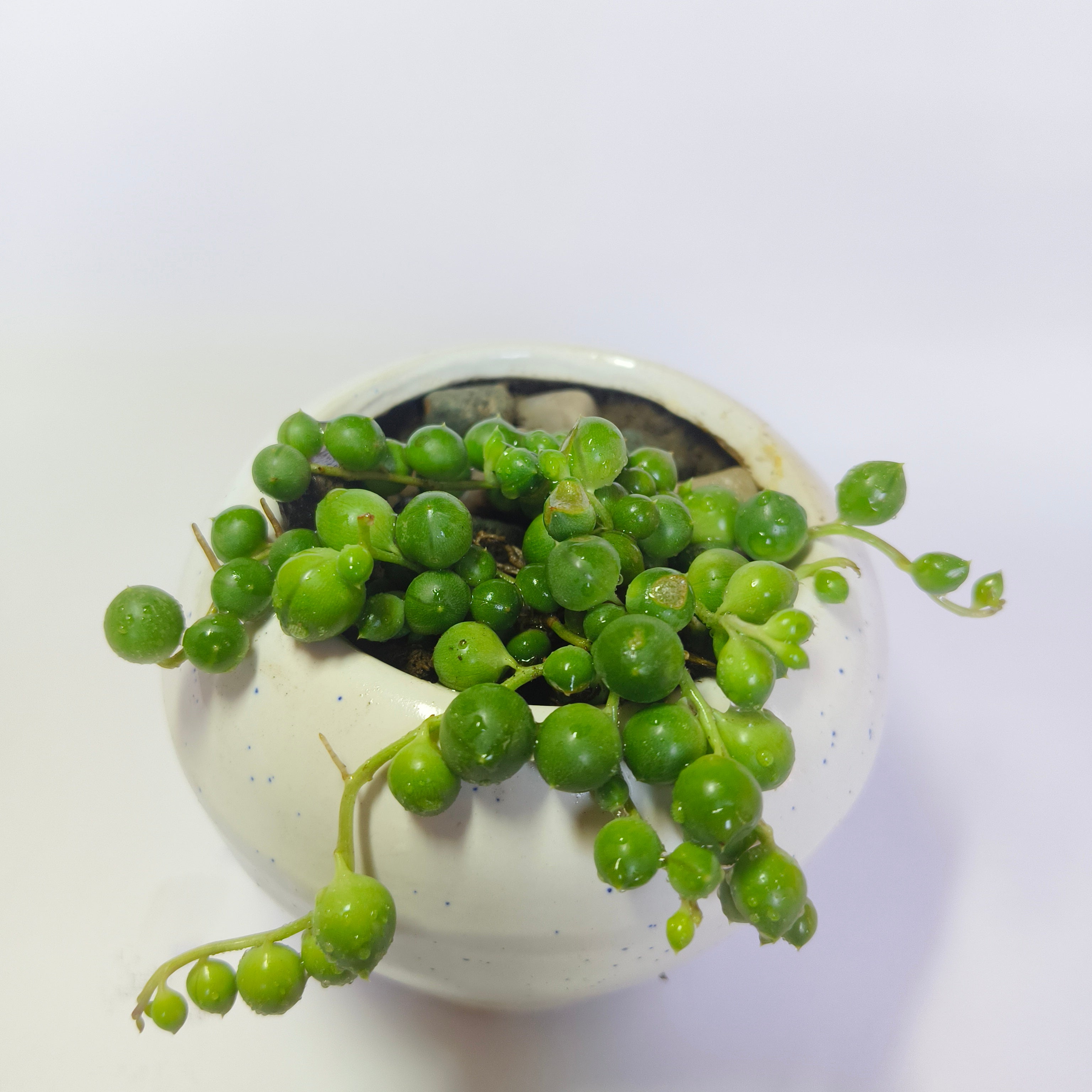 String of perls