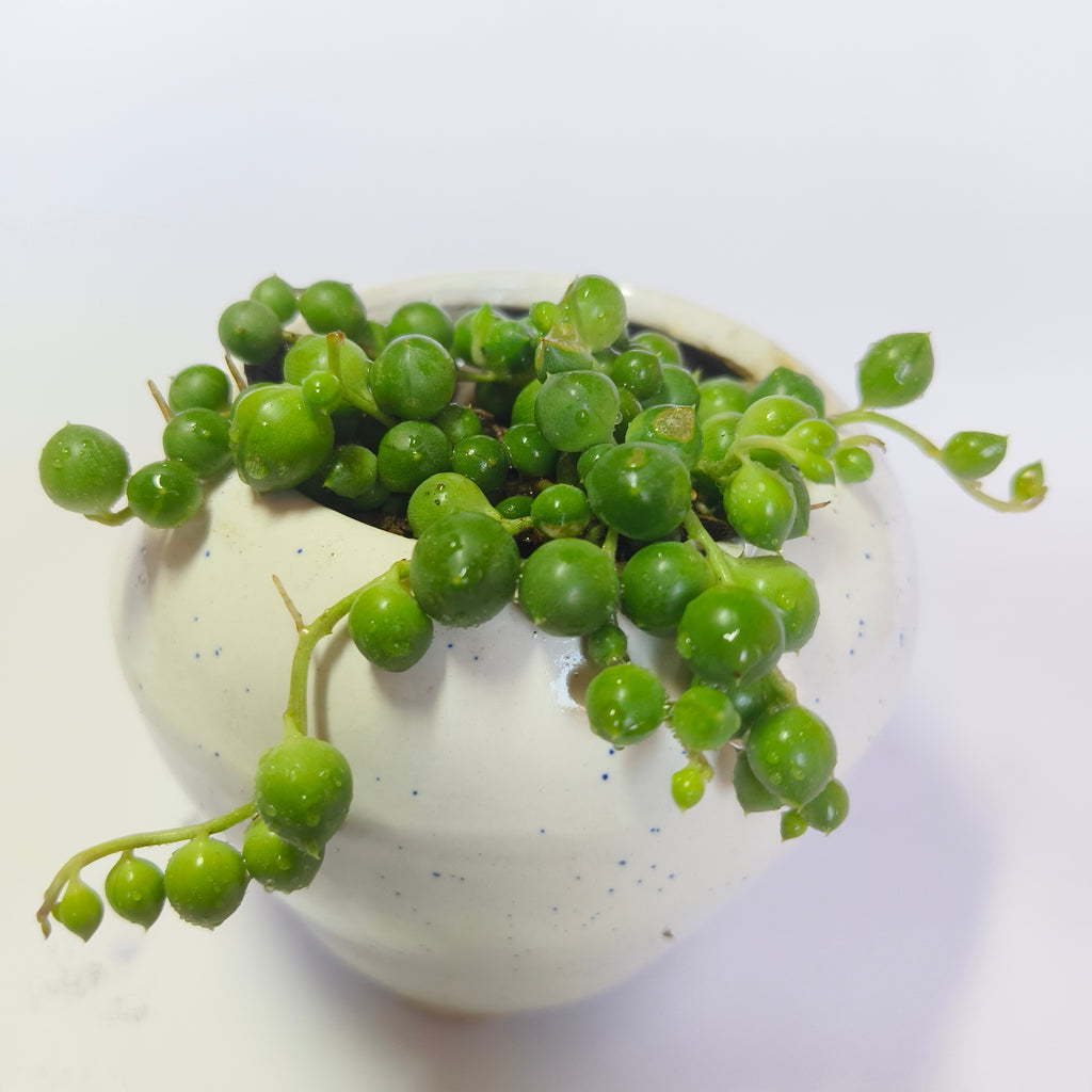 String of perls