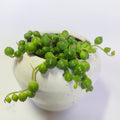 String of perls
