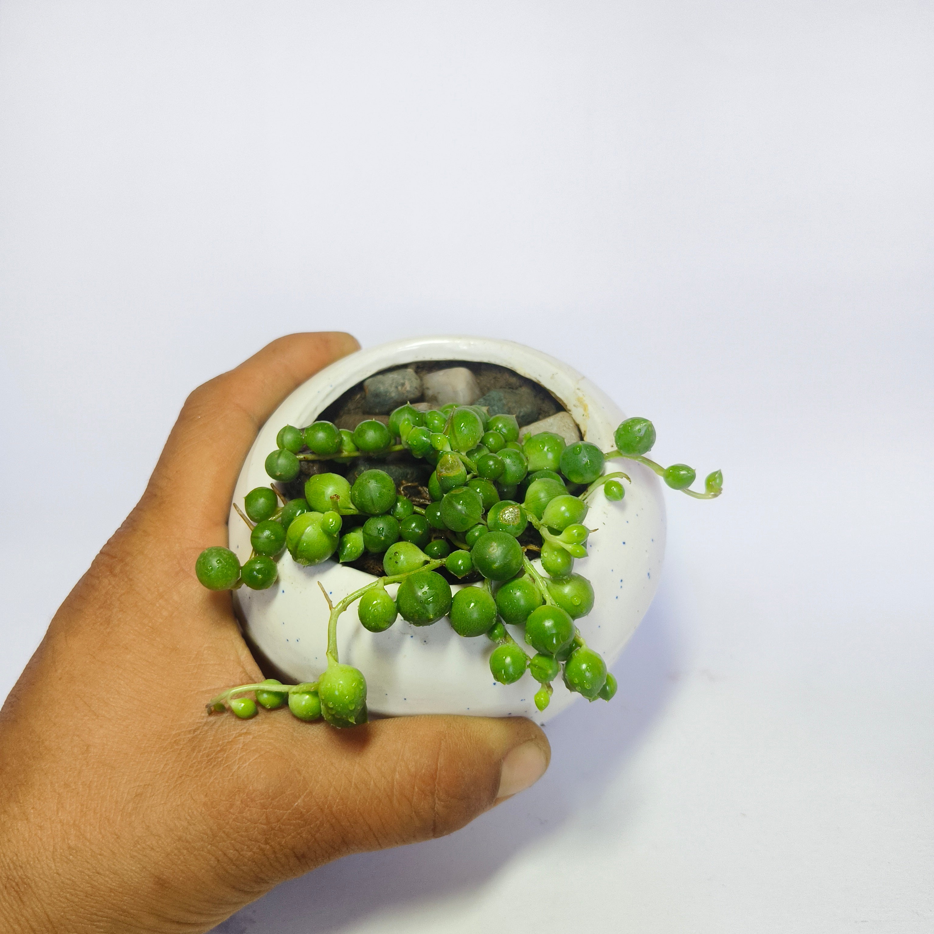 String of perls