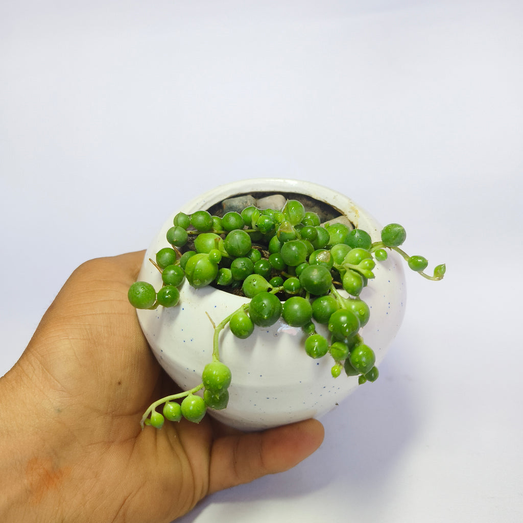 String of perls