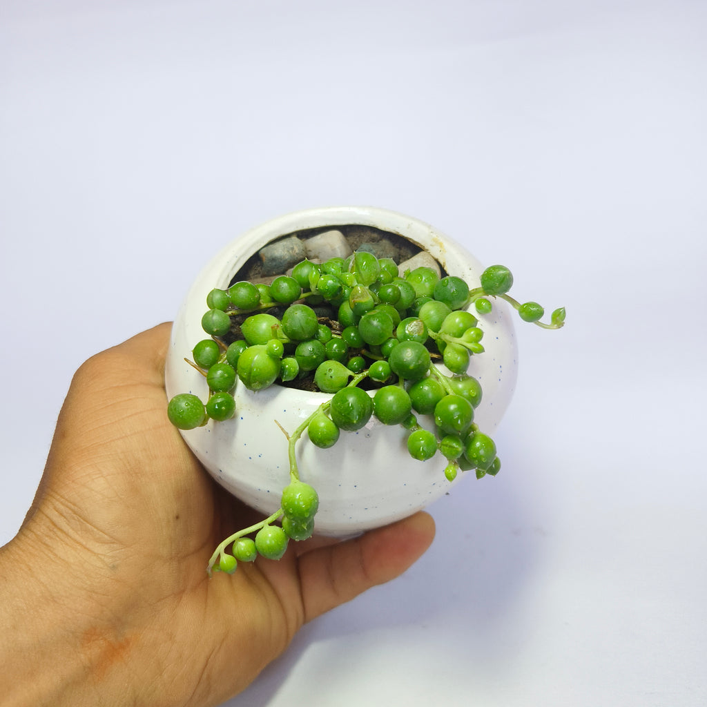 String of perls