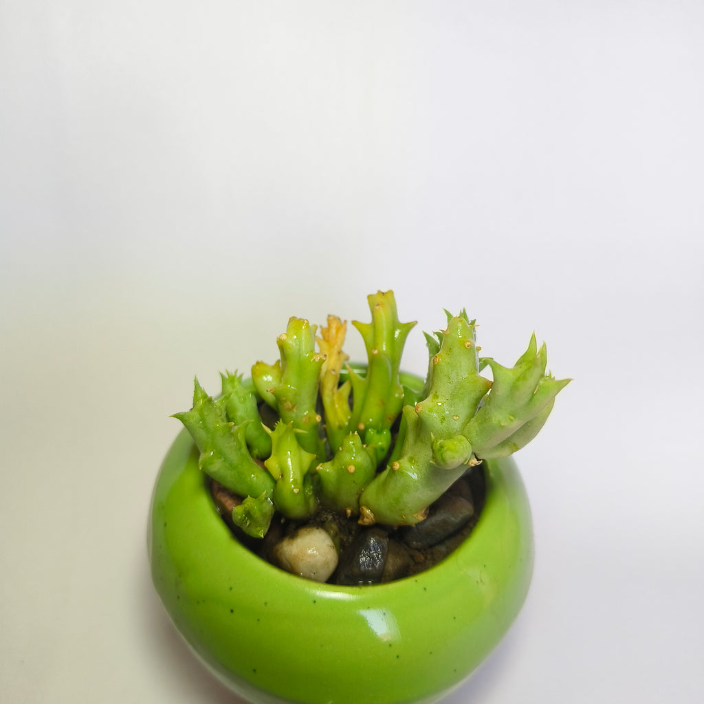 Orbea semota