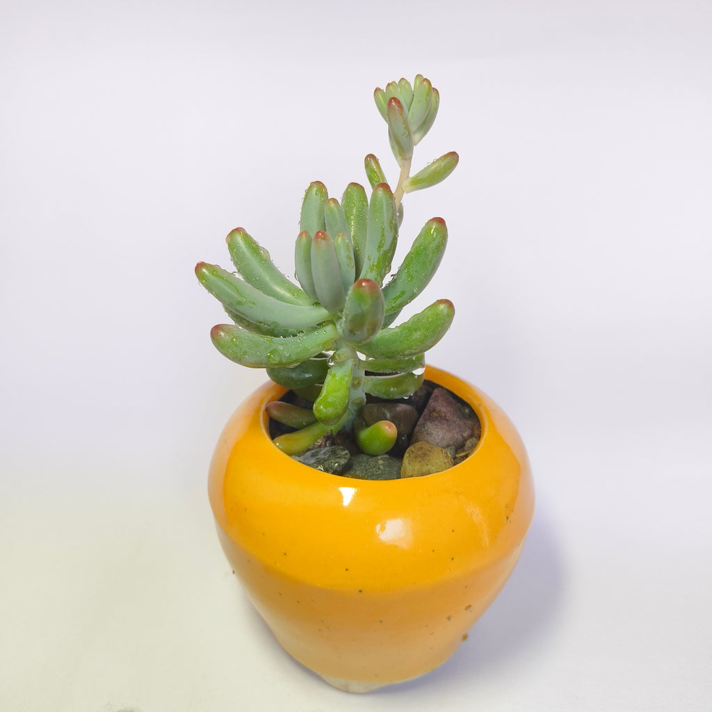 Sedum Pachyphyllum