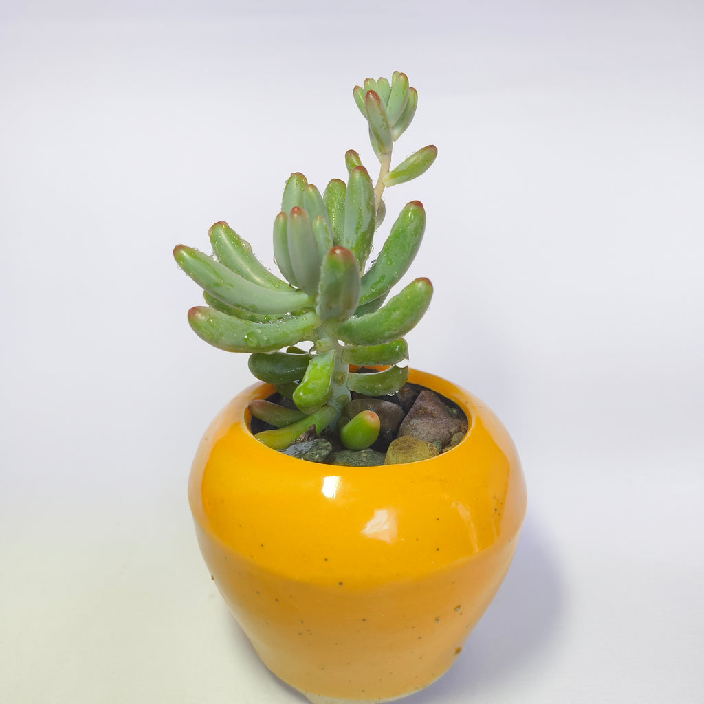 Sedum Pachyphyllum