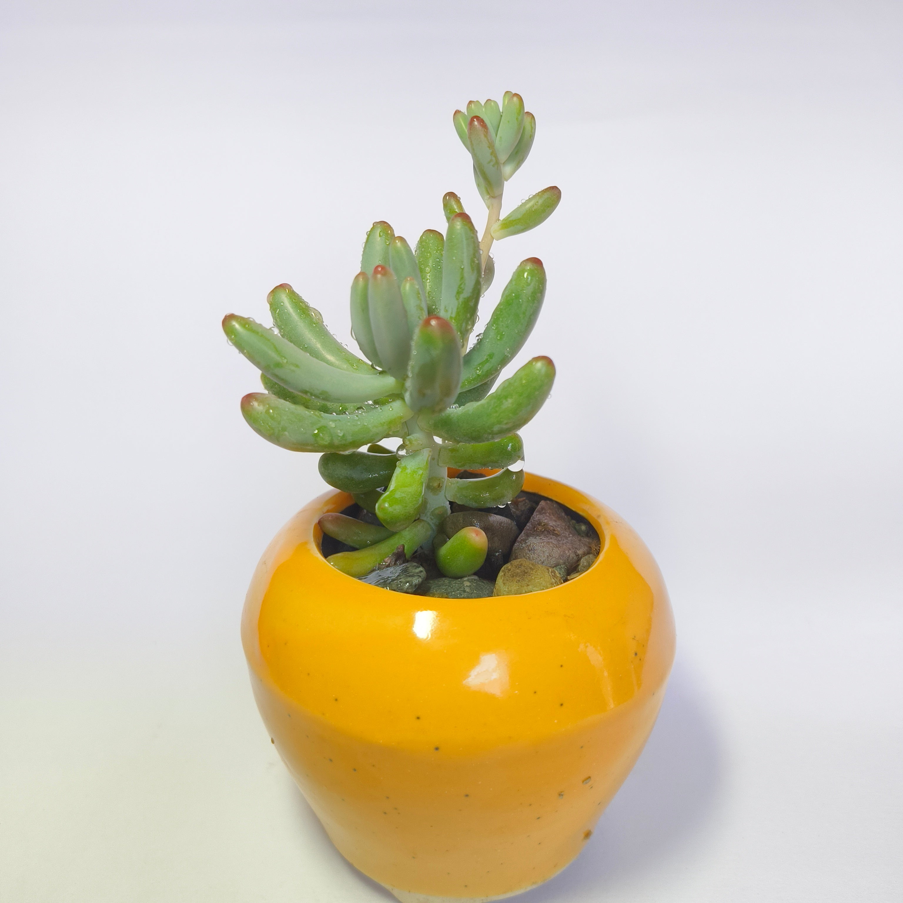 Sedum Pachyphyllum