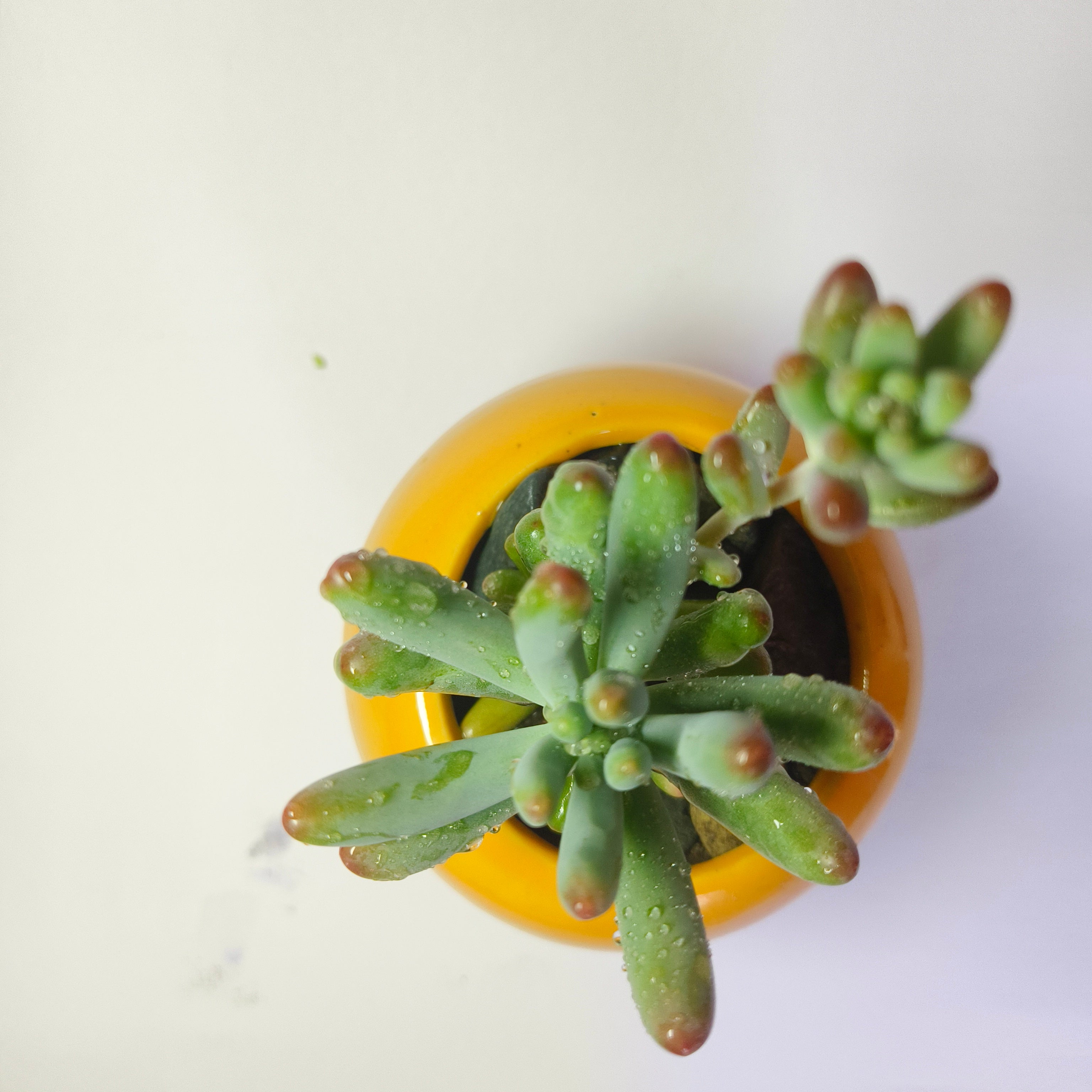 Sedum Pachyphyllum