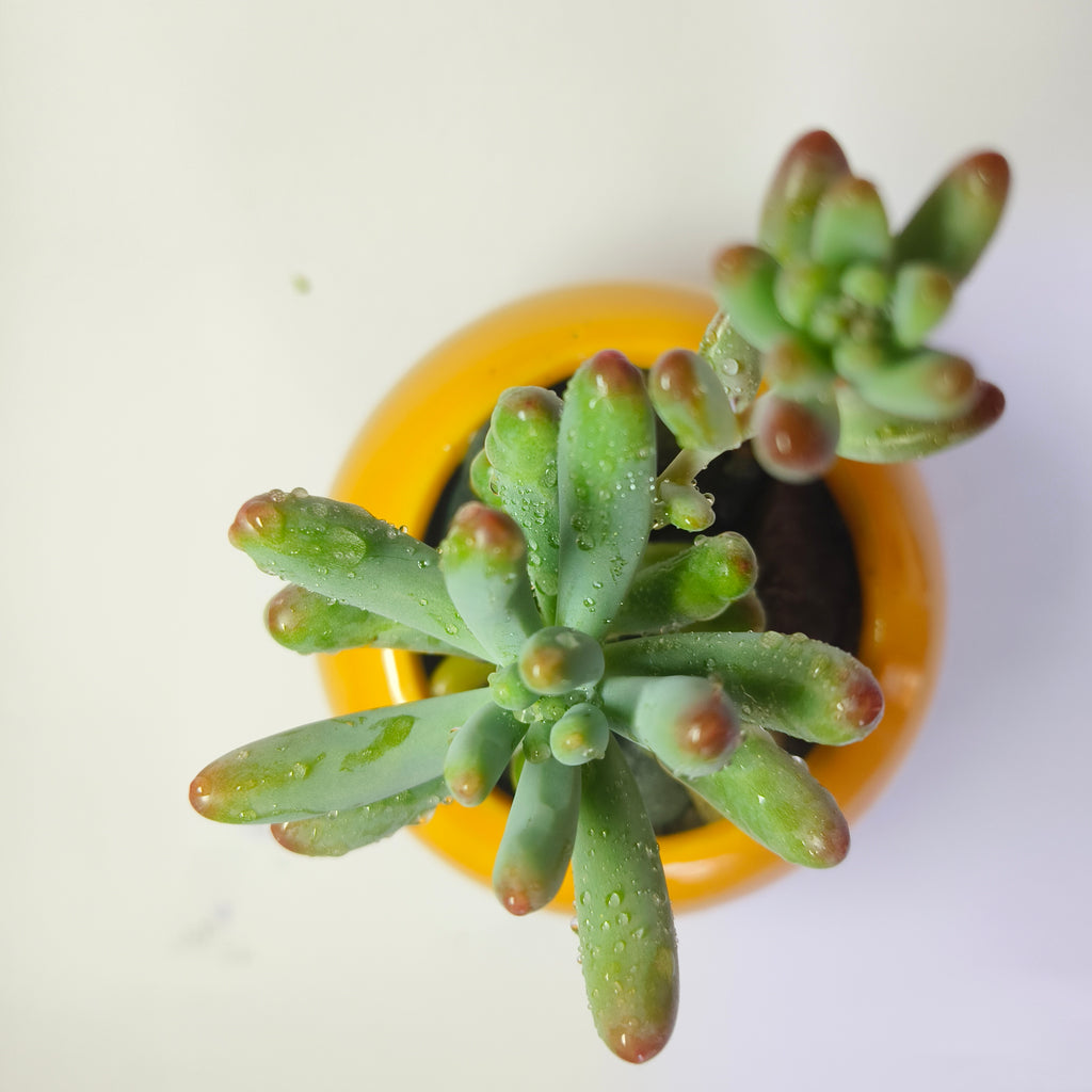 Sedum Pachyphyllum