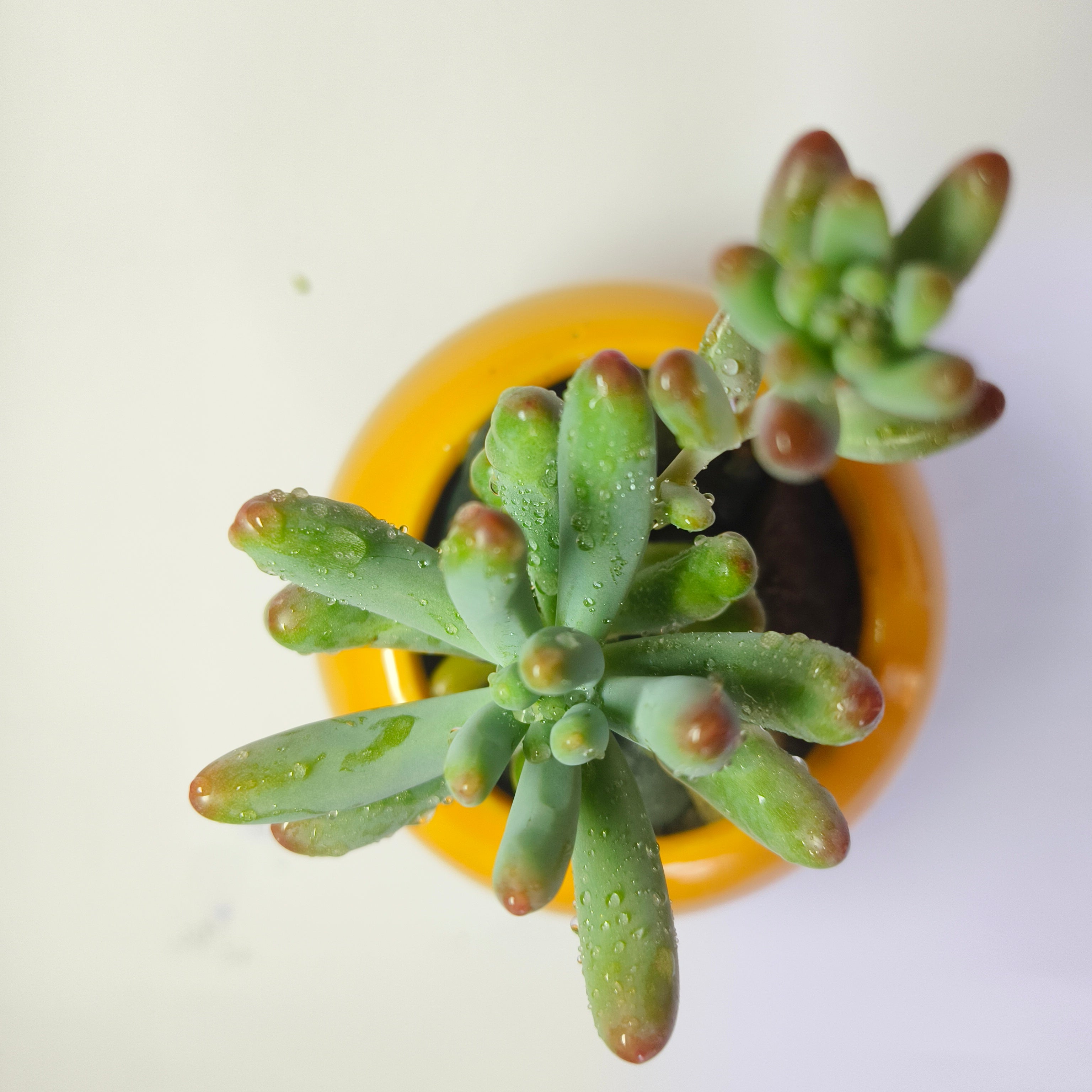 Sedum Pachyphyllum