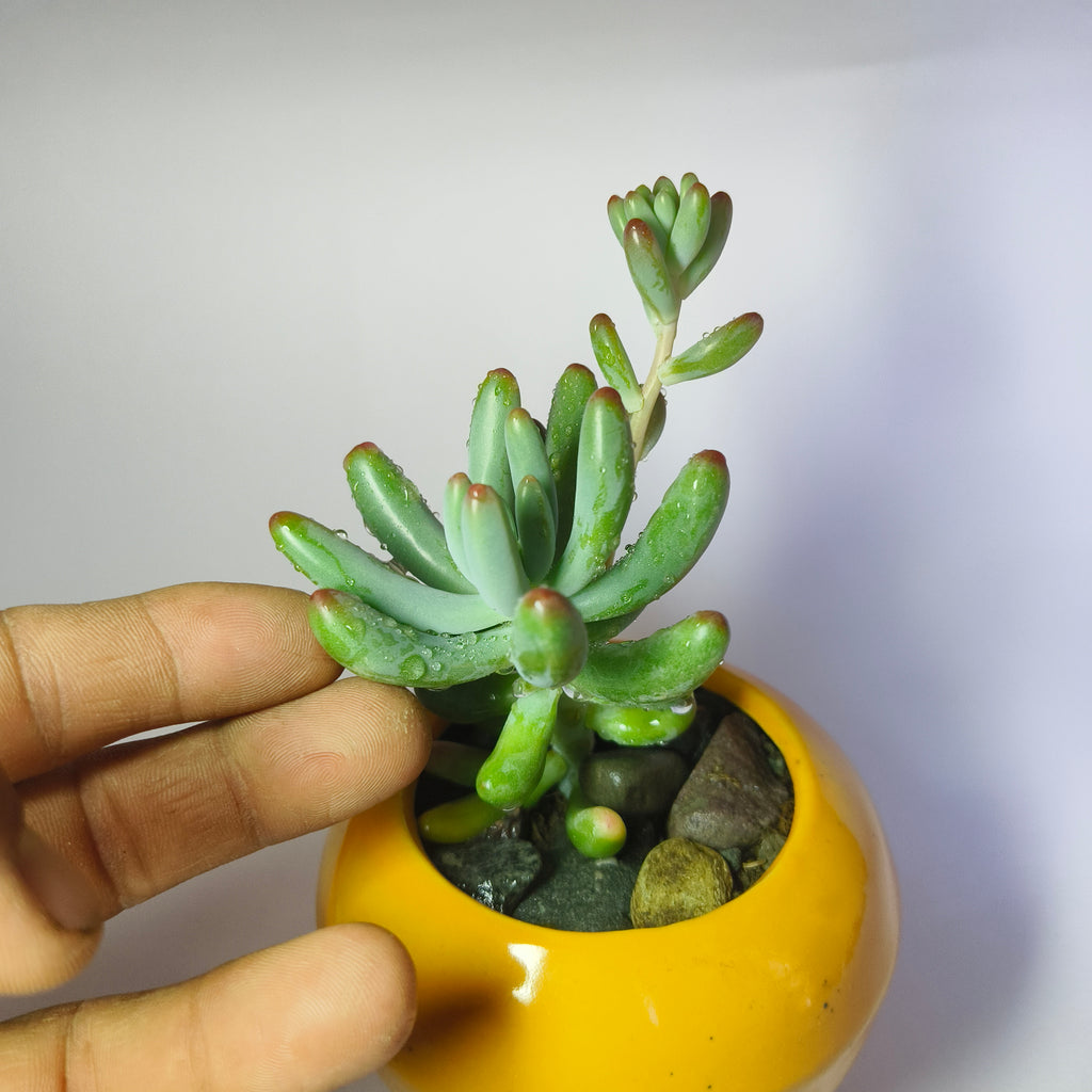 Sedum Pachyphyllum