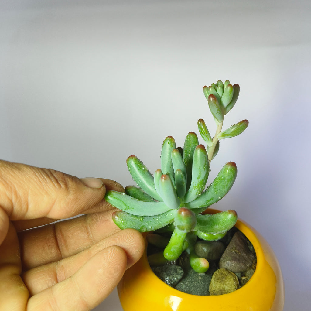 Sedum Pachyphyllum