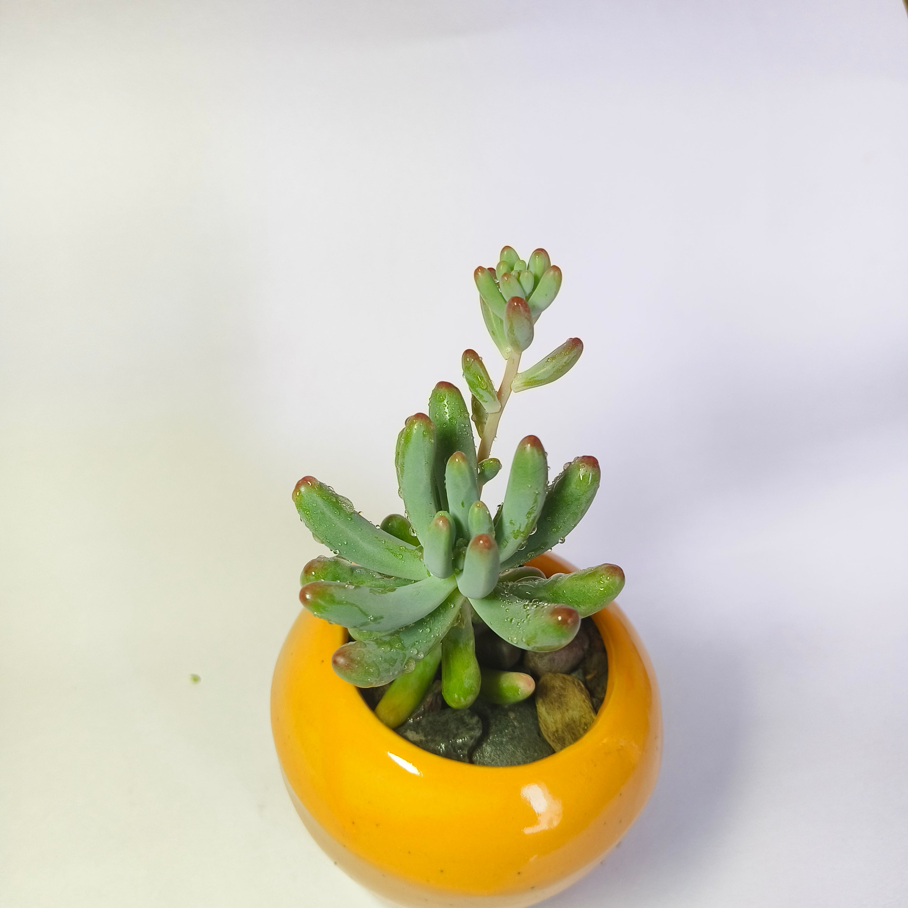 Sedum Pachyphyllum