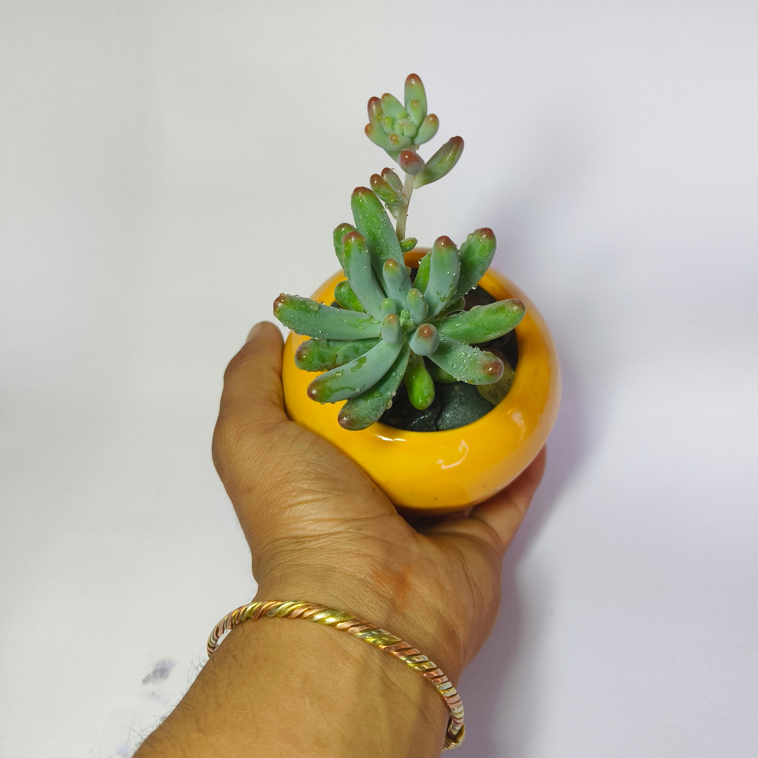 Sedum Pachyphyllum