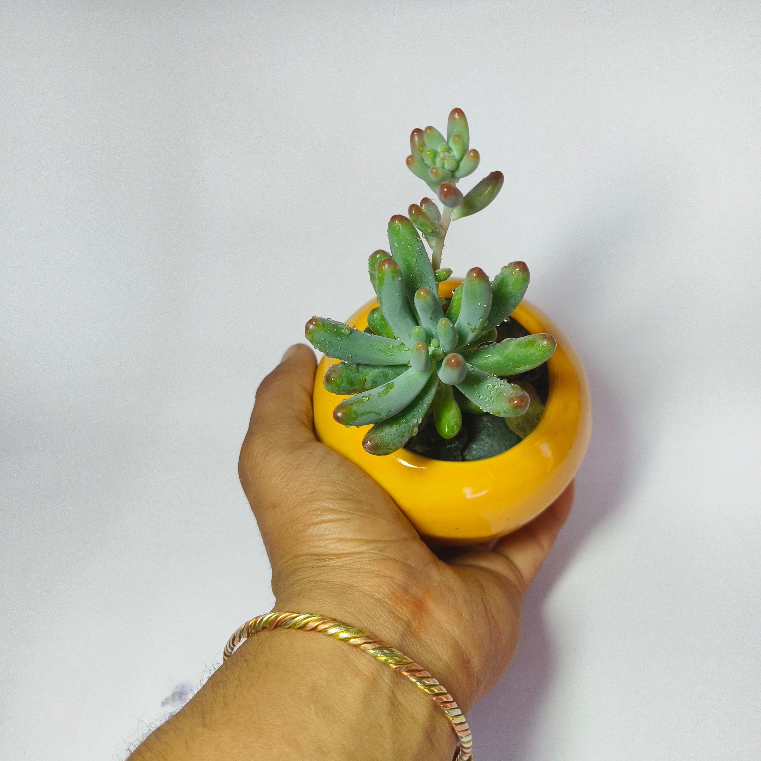 Sedum Pachyphyllum