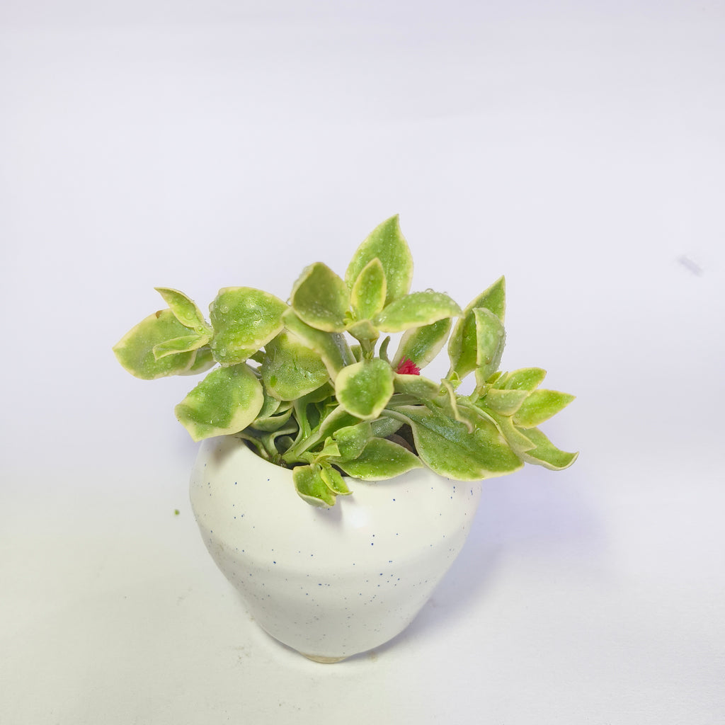 Variegated Baby Sunrose