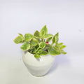 Variegated Baby Sunrose