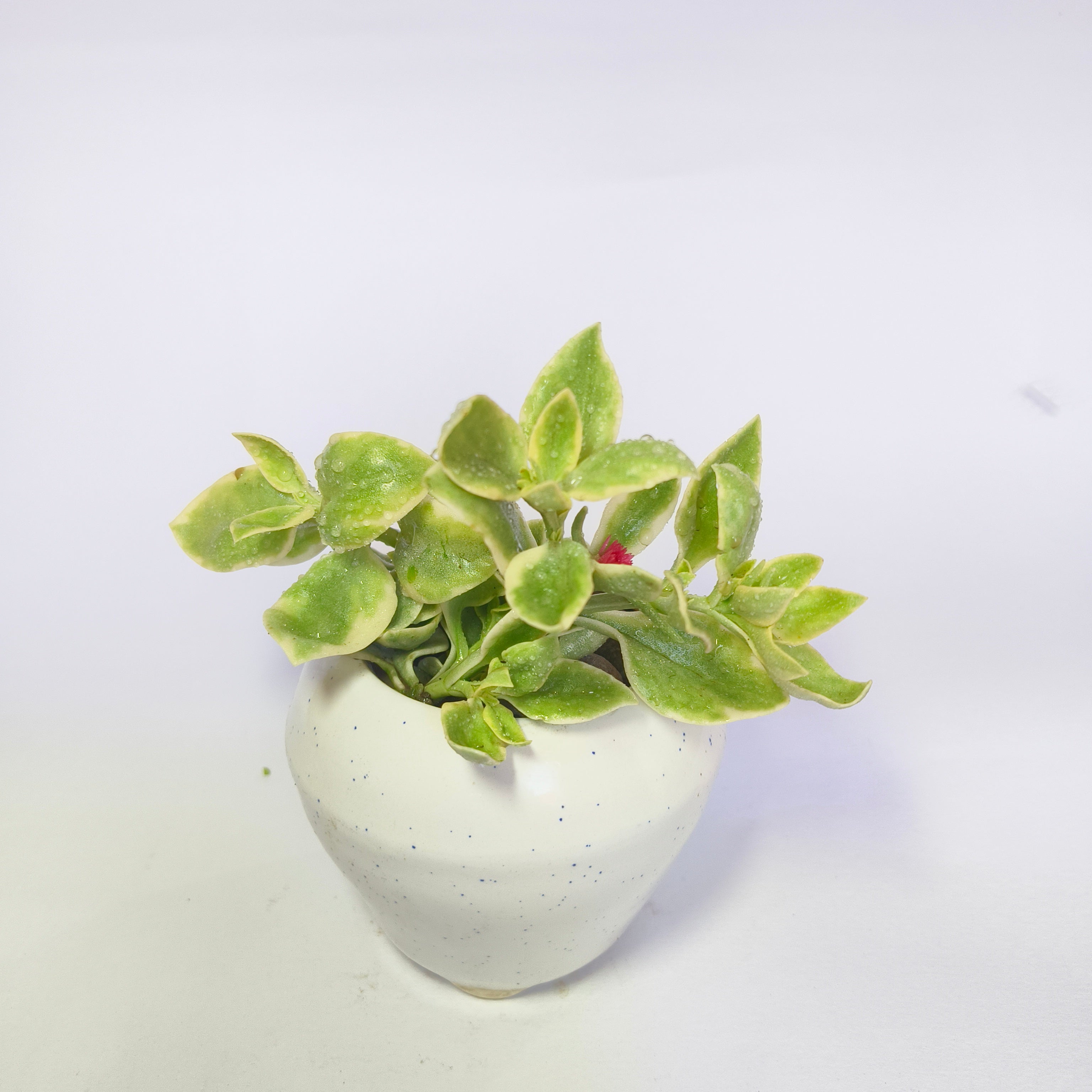 Variegated Baby Sunrose