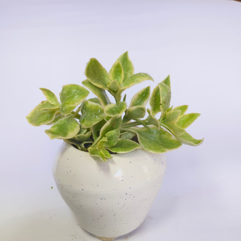 Variegated Baby Sunrose