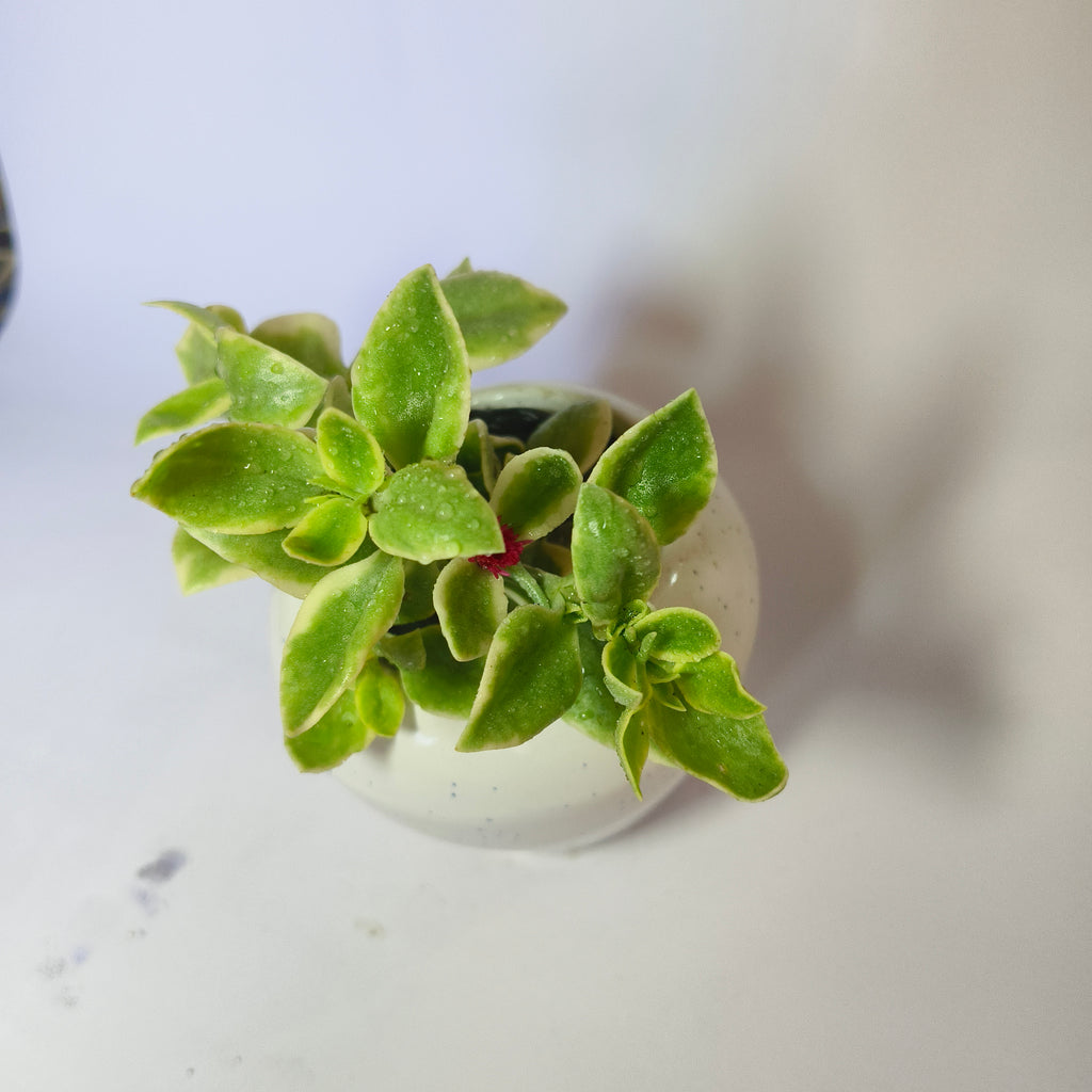 Variegated Baby Sunrose