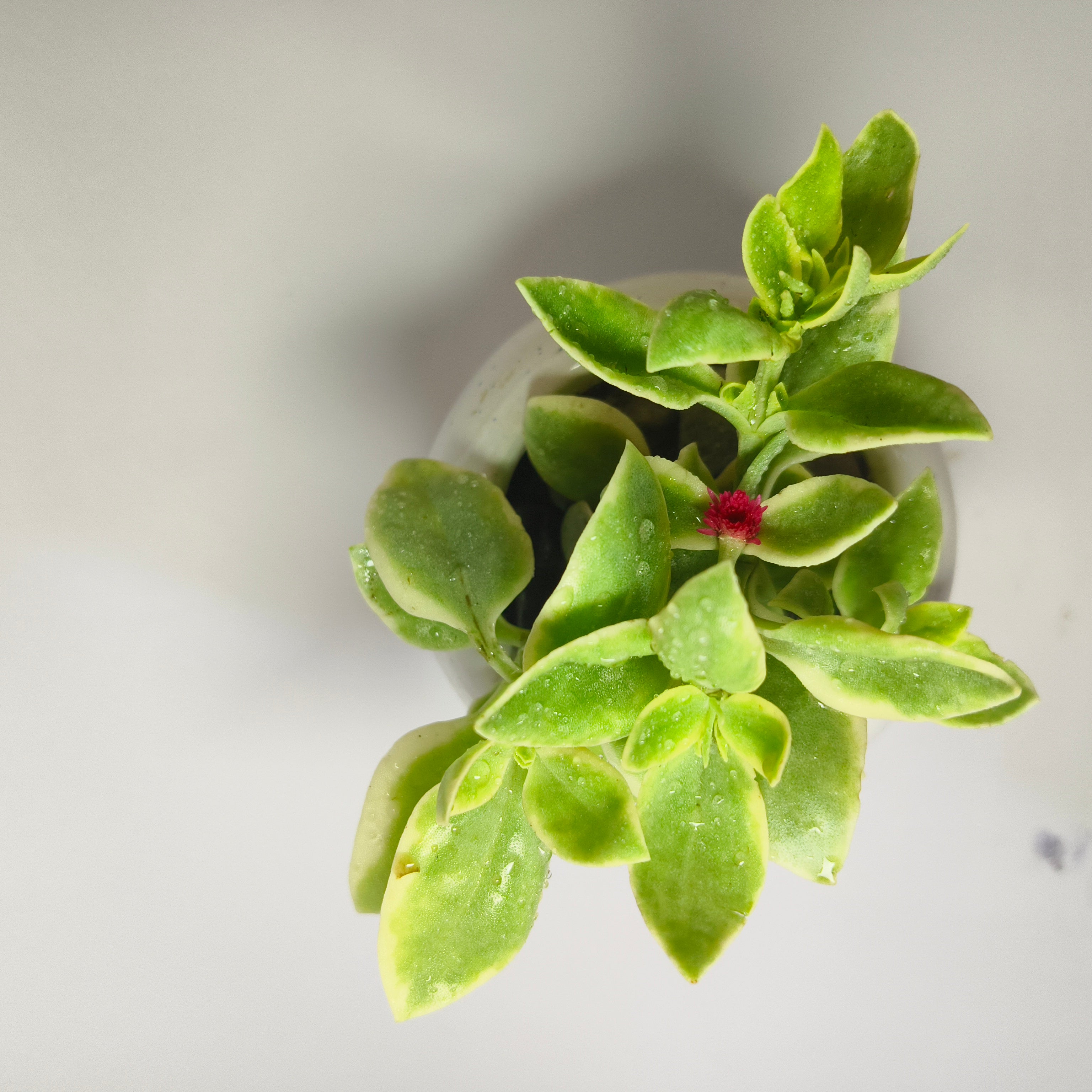 Variegated Baby Sunrose