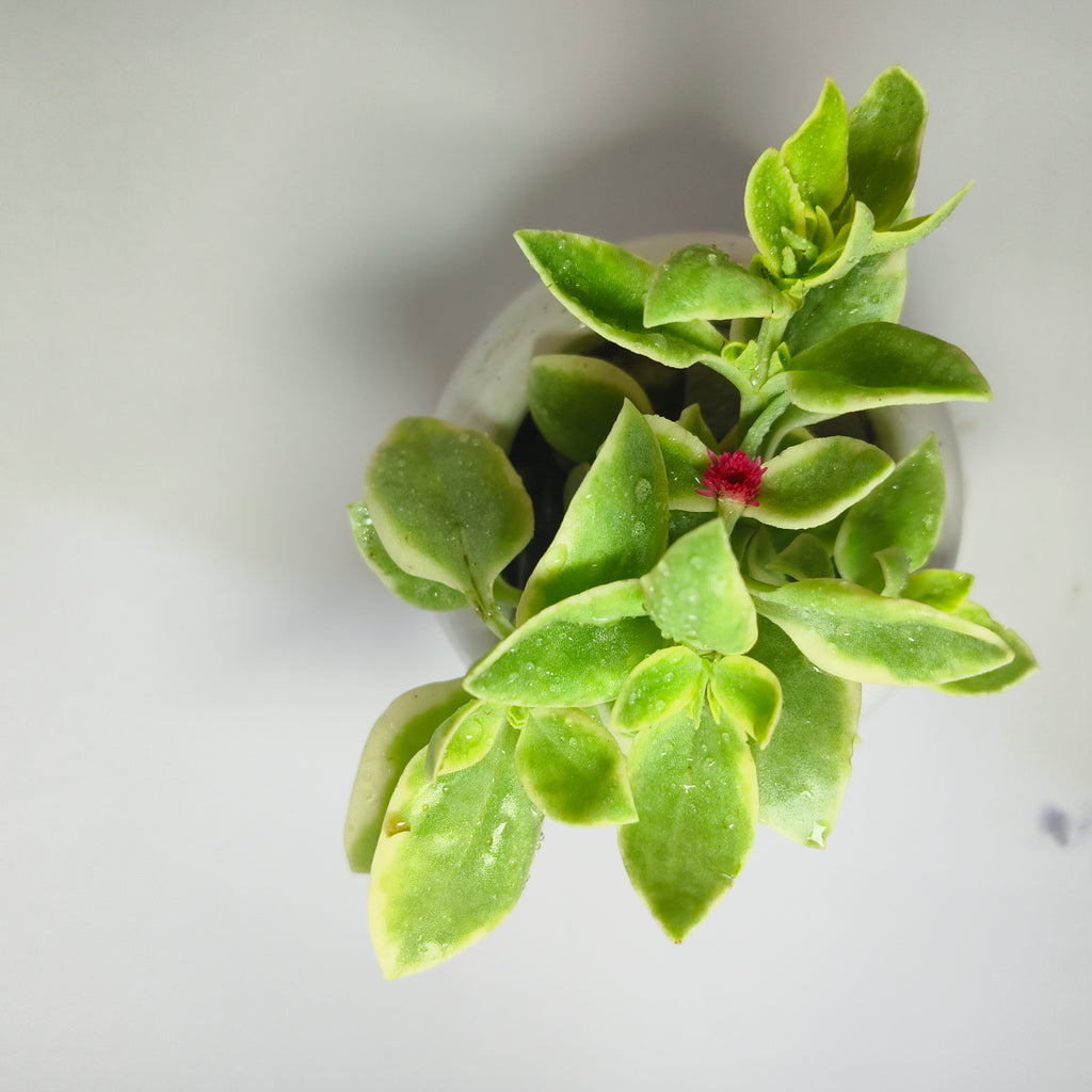 Variegated Baby Sunrose