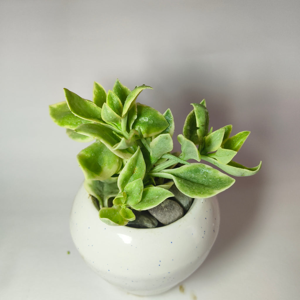 Variegated Baby Sunrose