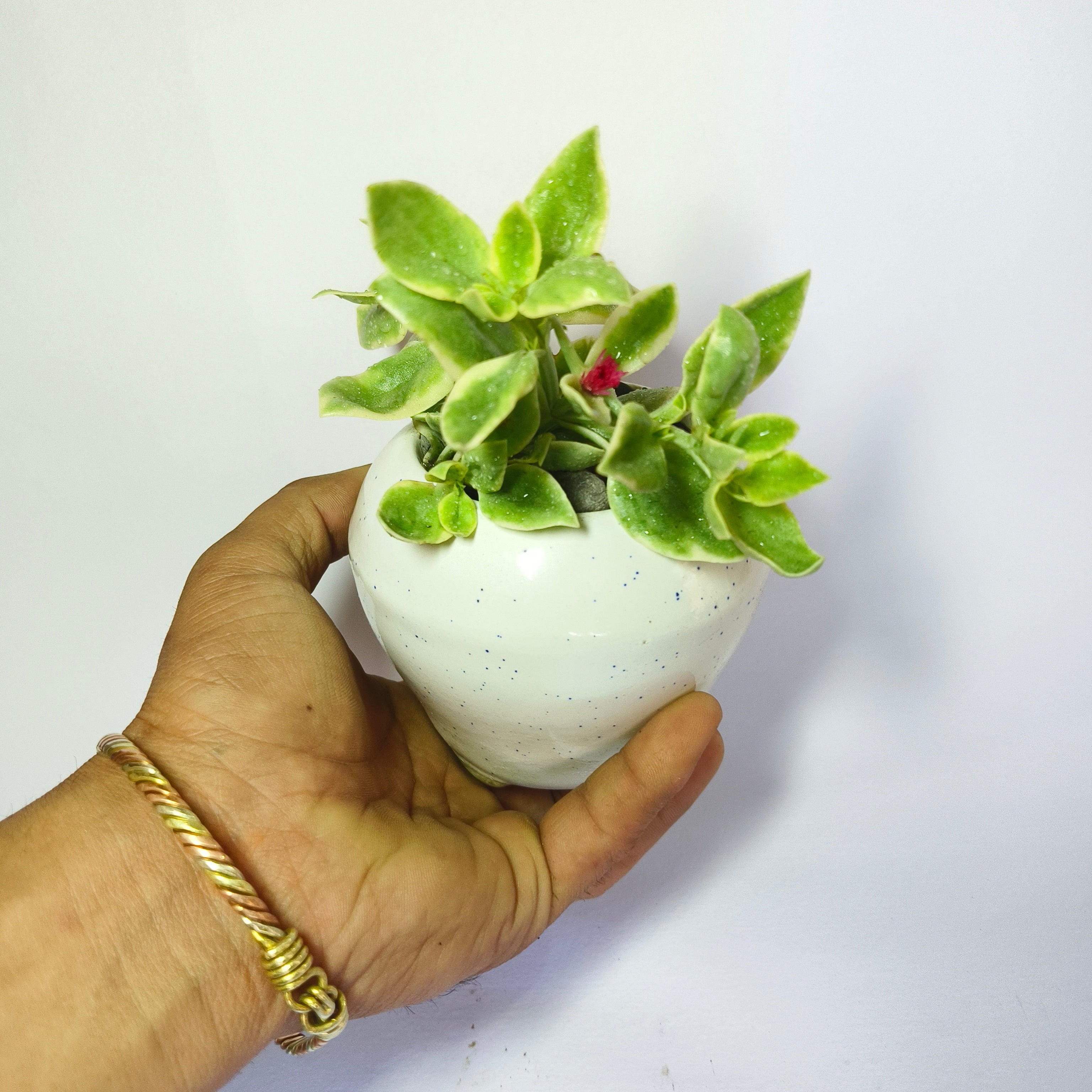Variegated Baby Sunrose